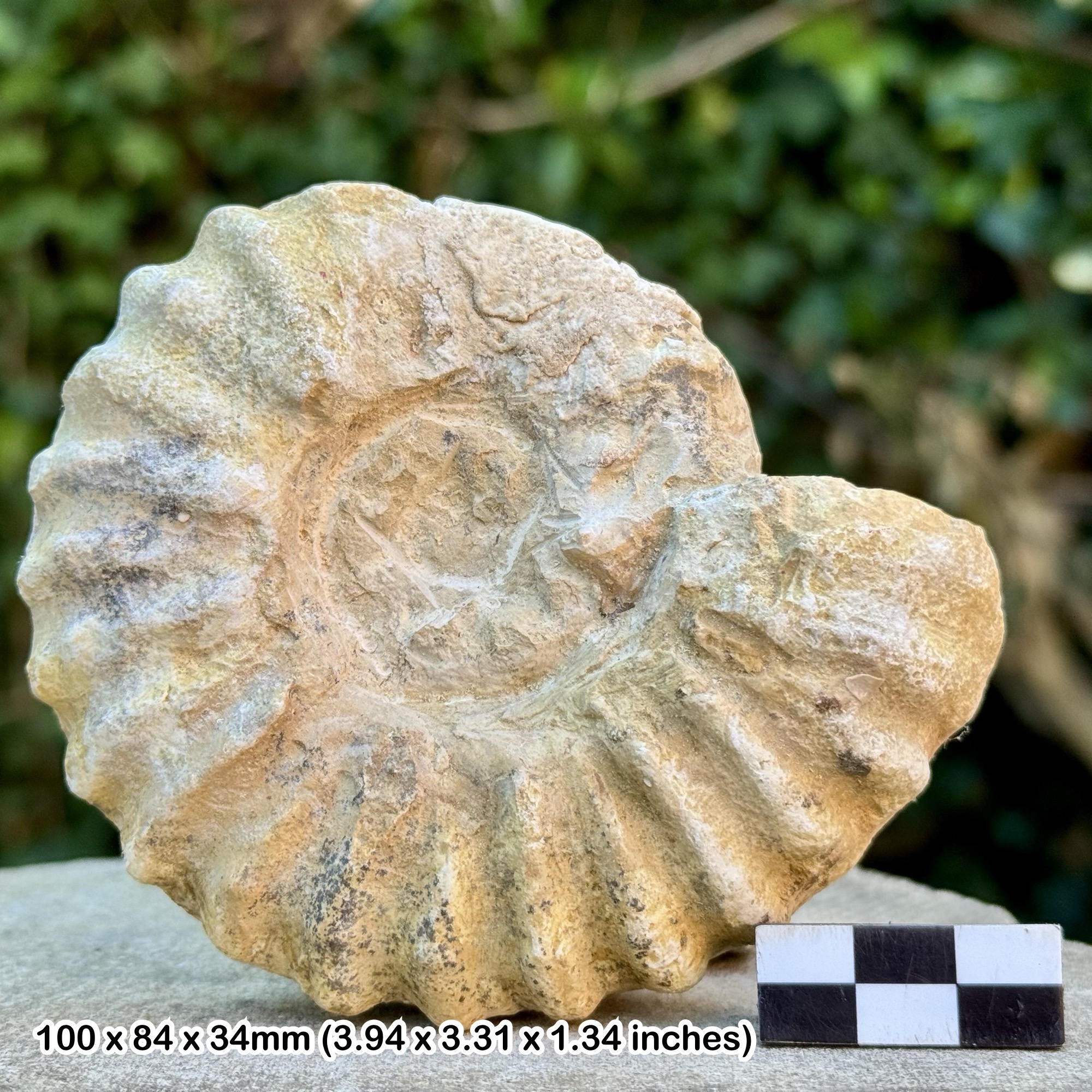 RARE Mortoniceras wintoni Ammonite Fossil | Duck Creek Formation | Cretaceous Texas Fossil | Genuine with COA