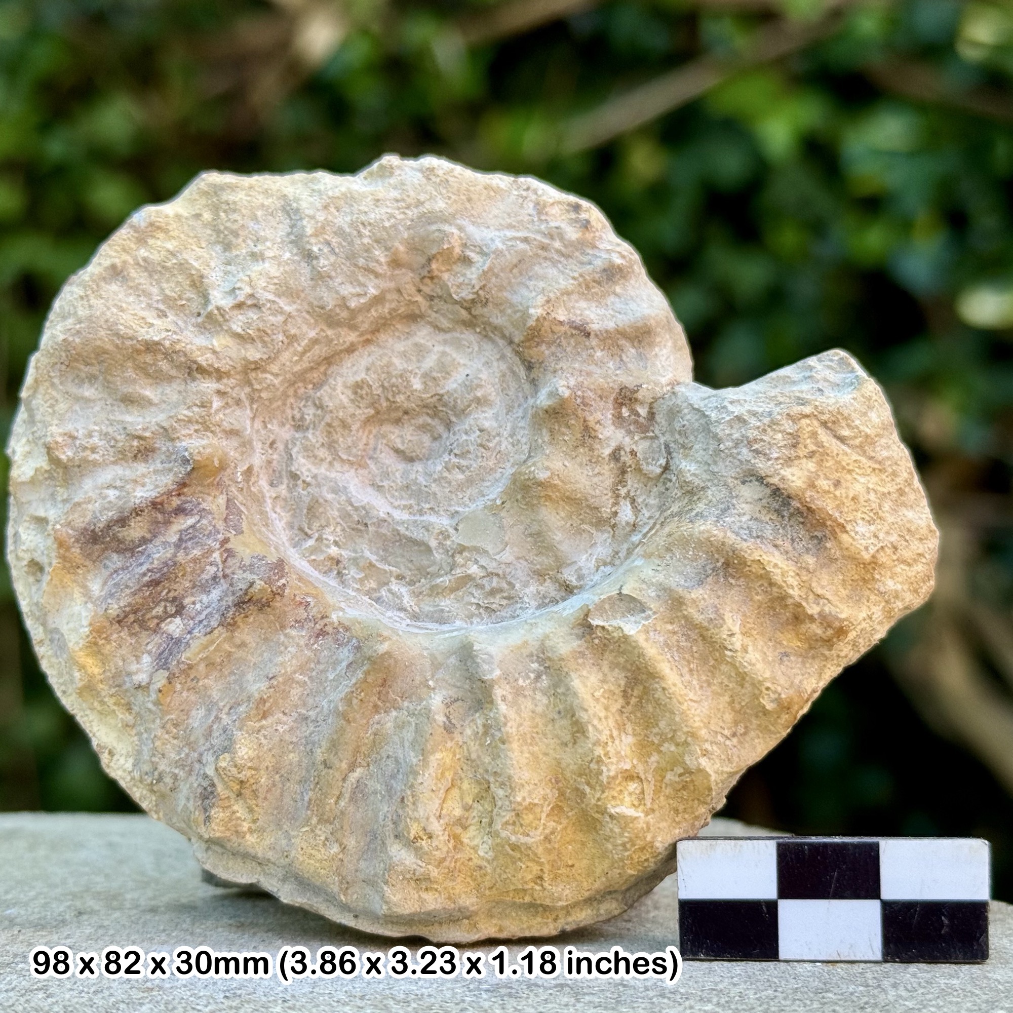 RARE Mortoniceras wintoni Ammonite Fossil | Duck Creek Formation | Cretaceous Texas Fossil | Genuine with COA