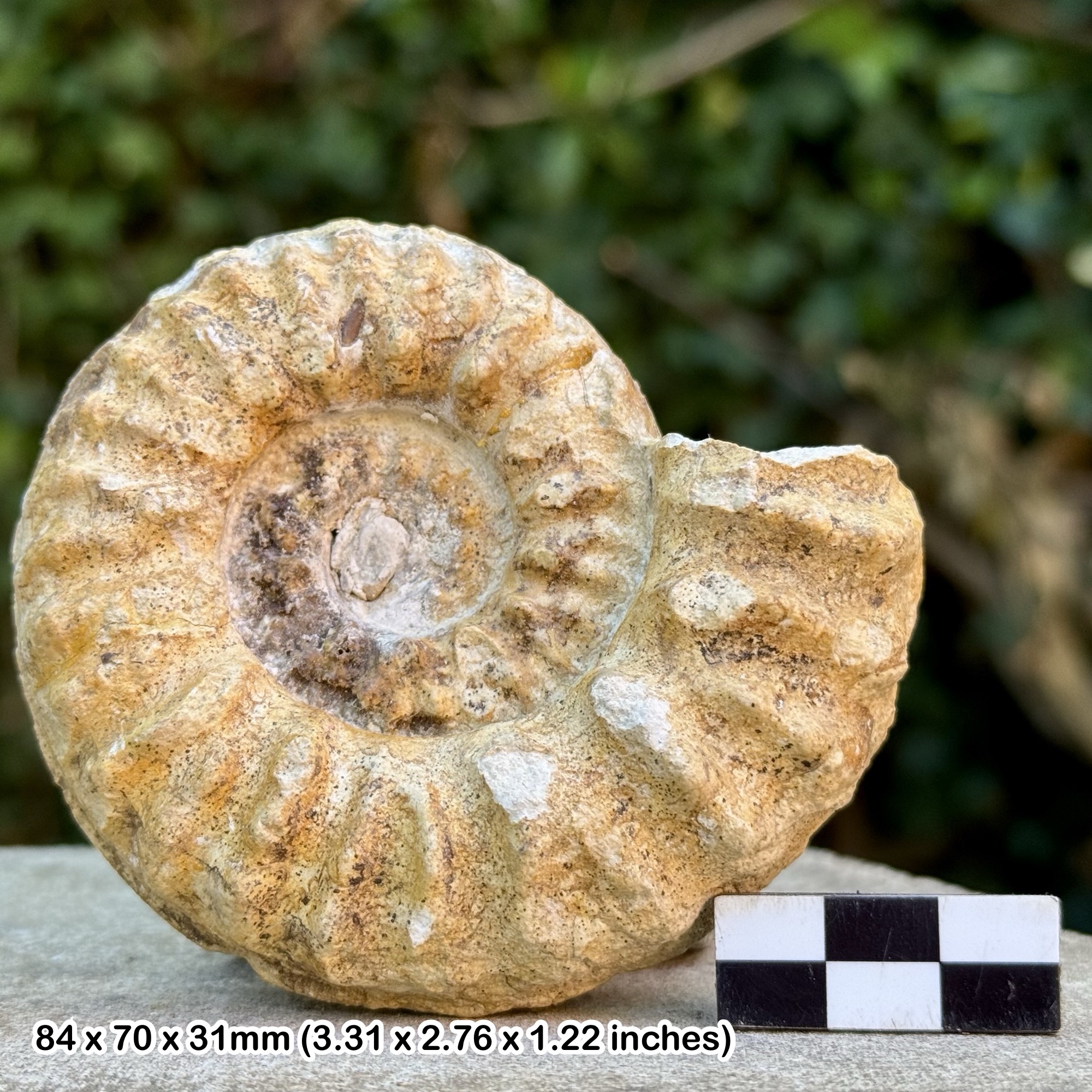 Mortoniceras Ammonite Fossil | Duck Creek Formation Texas | Upper Albian Cretaceous | Genuine with COA