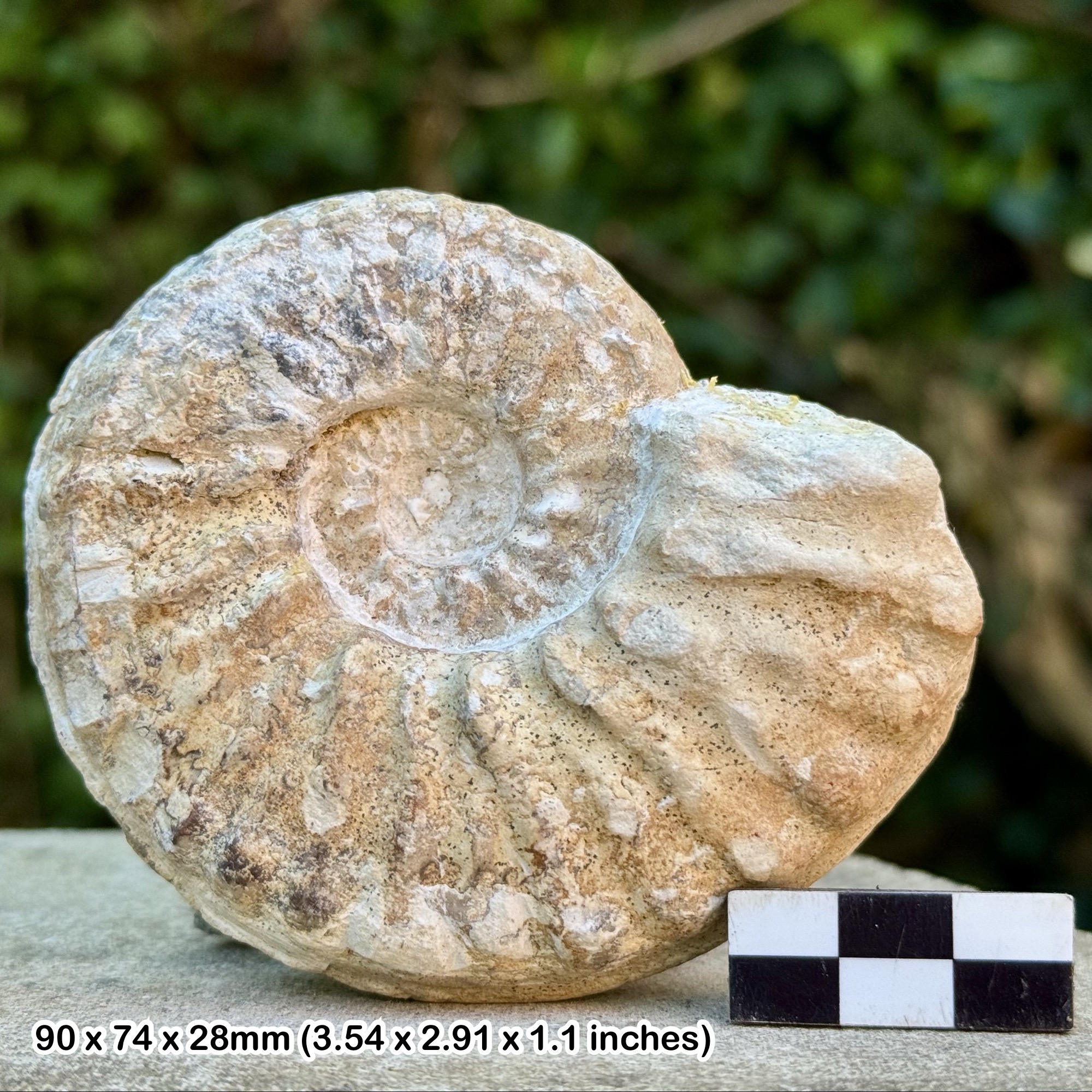 Mortoniceras equidistans Ammonite Fossil | Cretaceous Texas | Duck Creek Formation | Authentic Fossil with COA