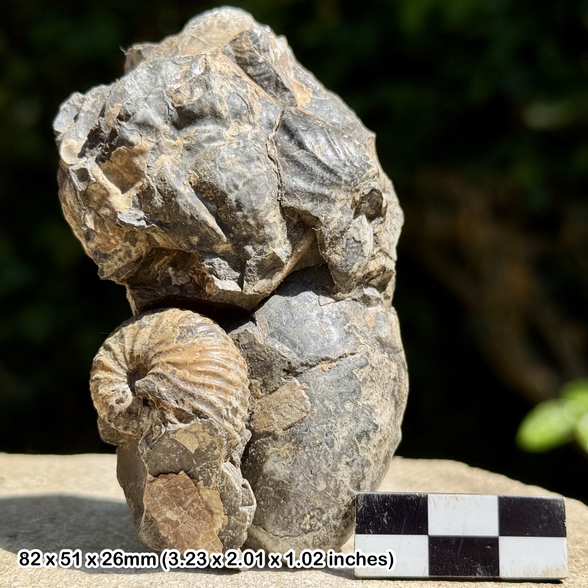 VERY RARE Fossil Heteromorph Ammonite SCAPHITES NODOSUS – Fox Hills Formation, Maastrichtian, Cretaceous: South Dakota, USA
