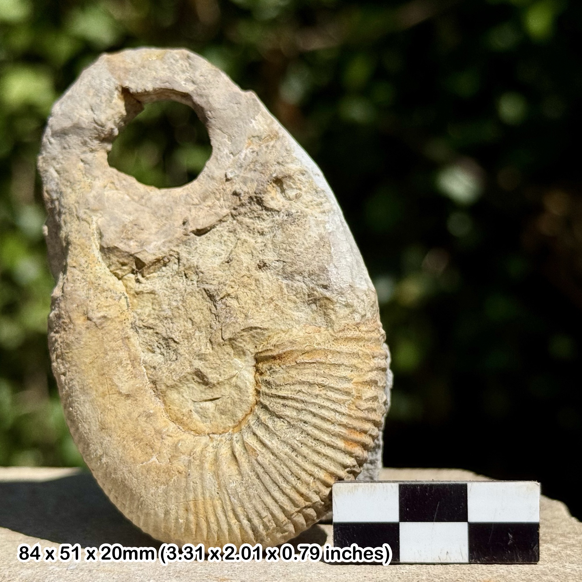 RARE ACRIOCERAS TABARELLI Heteromorph Ammonite Fossil – Lower Barremian, Cretaceous: Logis du Pin, France – Alice Purnell Collection