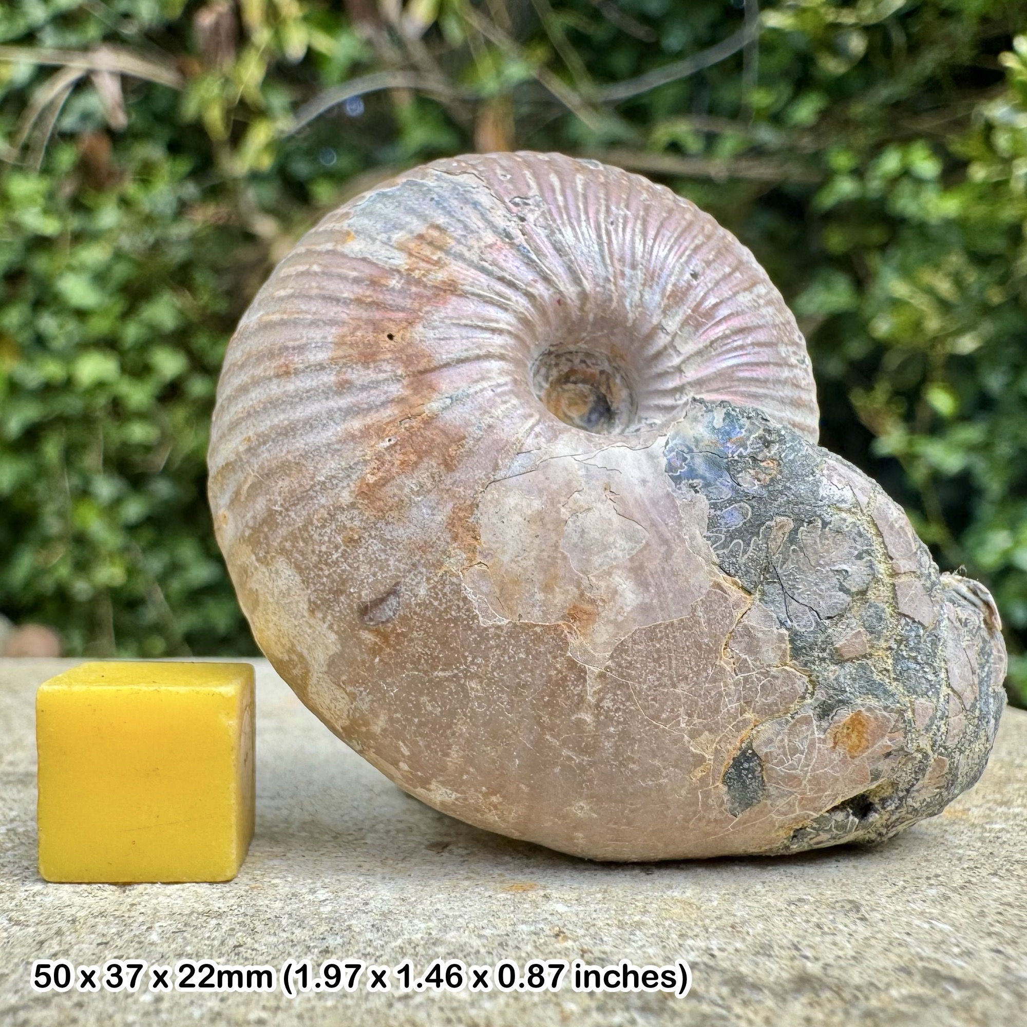RARE NEOCRASPIDITES SEMLAEVUS Fossil Ammonite – Upper Kimmeridgian, Late Jurassic: Russia – Alice Purnell Collection – Certified Specimen