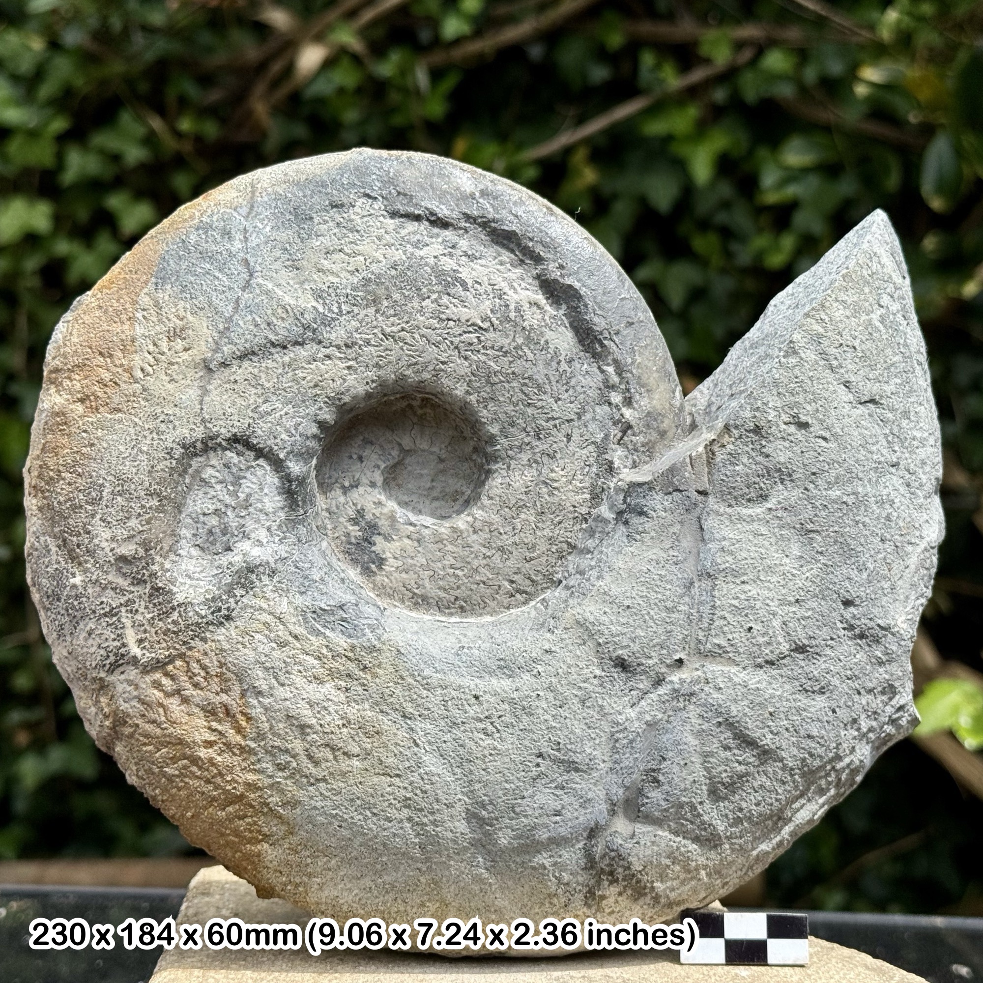 RARE PUZOSIA planulata Fossil Ammonite 8.5" – Upper Aptian, Cretaceous: Alp Martime, France – Alice Purnell Collection – Certified Specimen