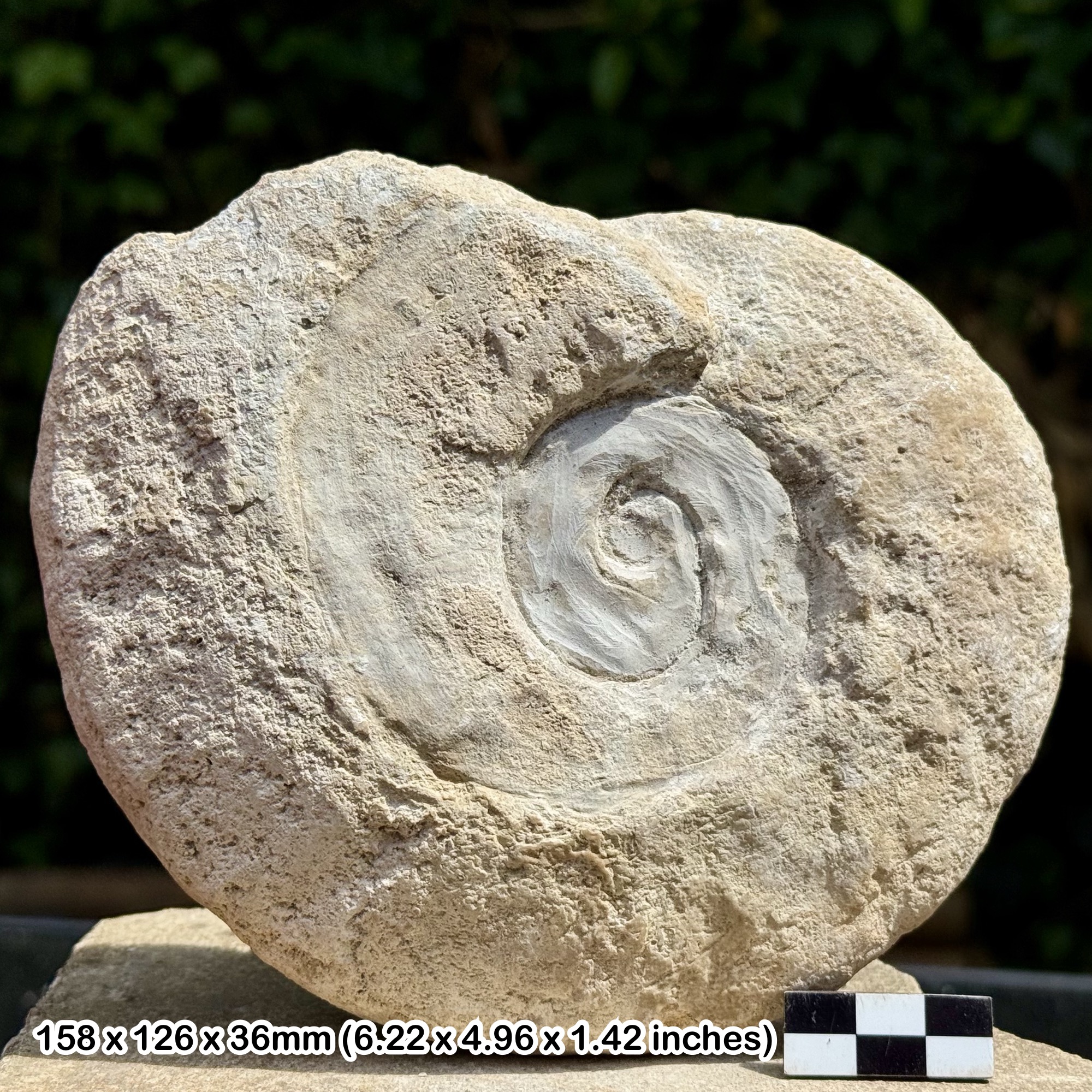 RARE 7.5" EOPACHYDISCUS laevicaniculatum Fossil Ammonite – Albian, Cretaceous: Ft. Worth, Texas, USA – Alice Purnell Collection