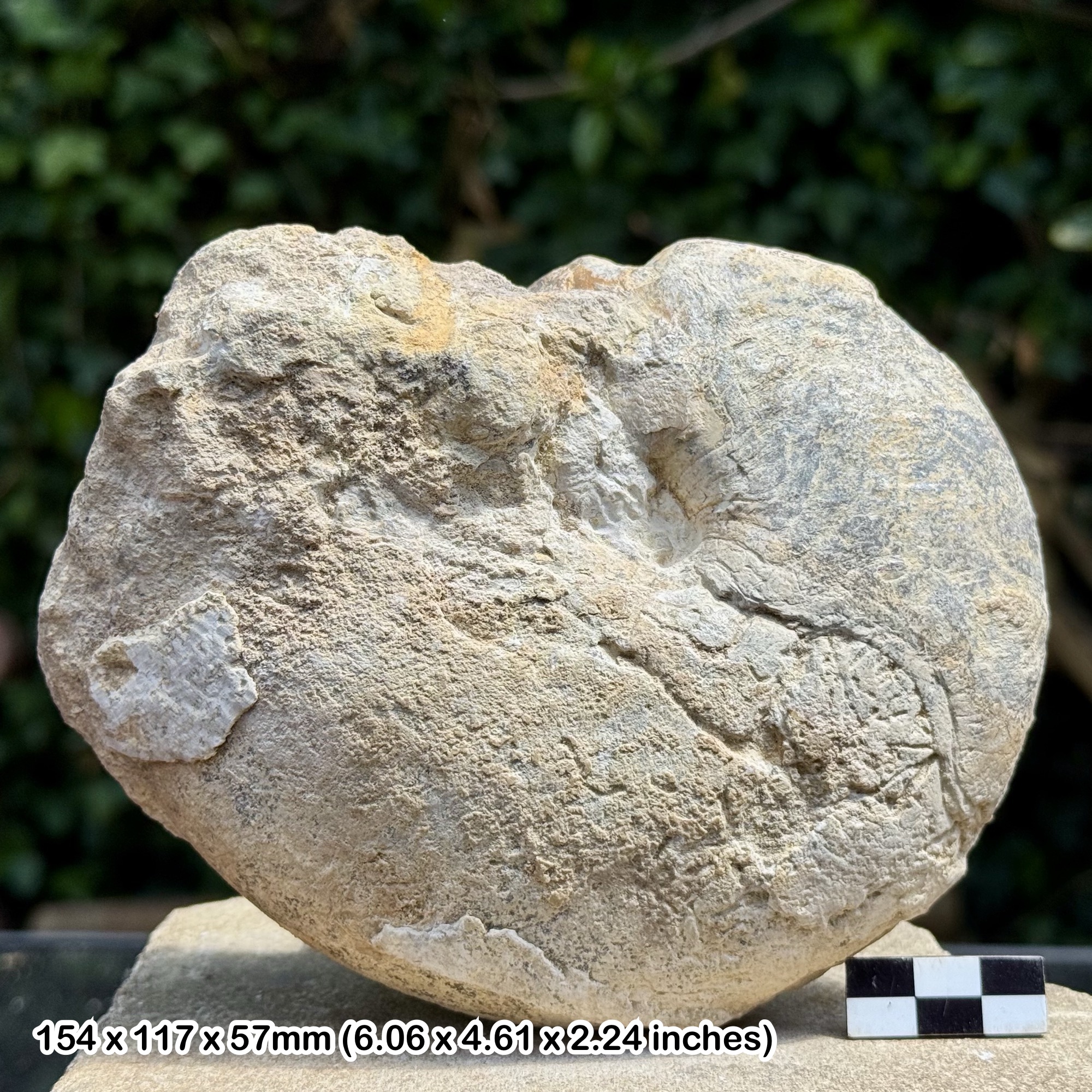 RARE Paracymatoceras texanum Fossil Ammonite – Albian, Cretaceous: Ft. Worth, Texas, USA – Alice Purnell Collection – Certified Specimen