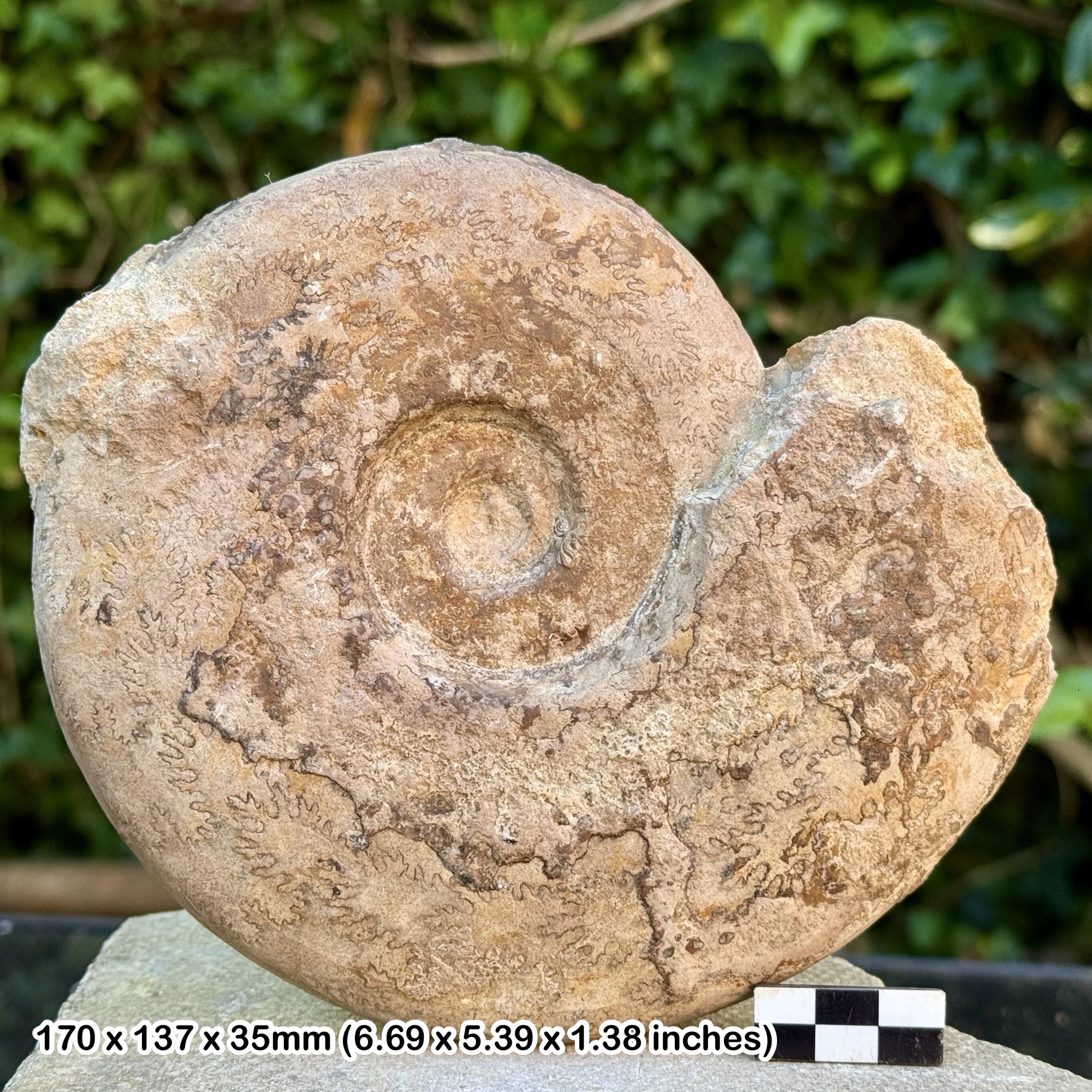 6" BRASILIA BRADFORDENSIS Fossil Ammonite | Lower Aalenian Jurassic | Belgium | Authentic | Geological Collectible