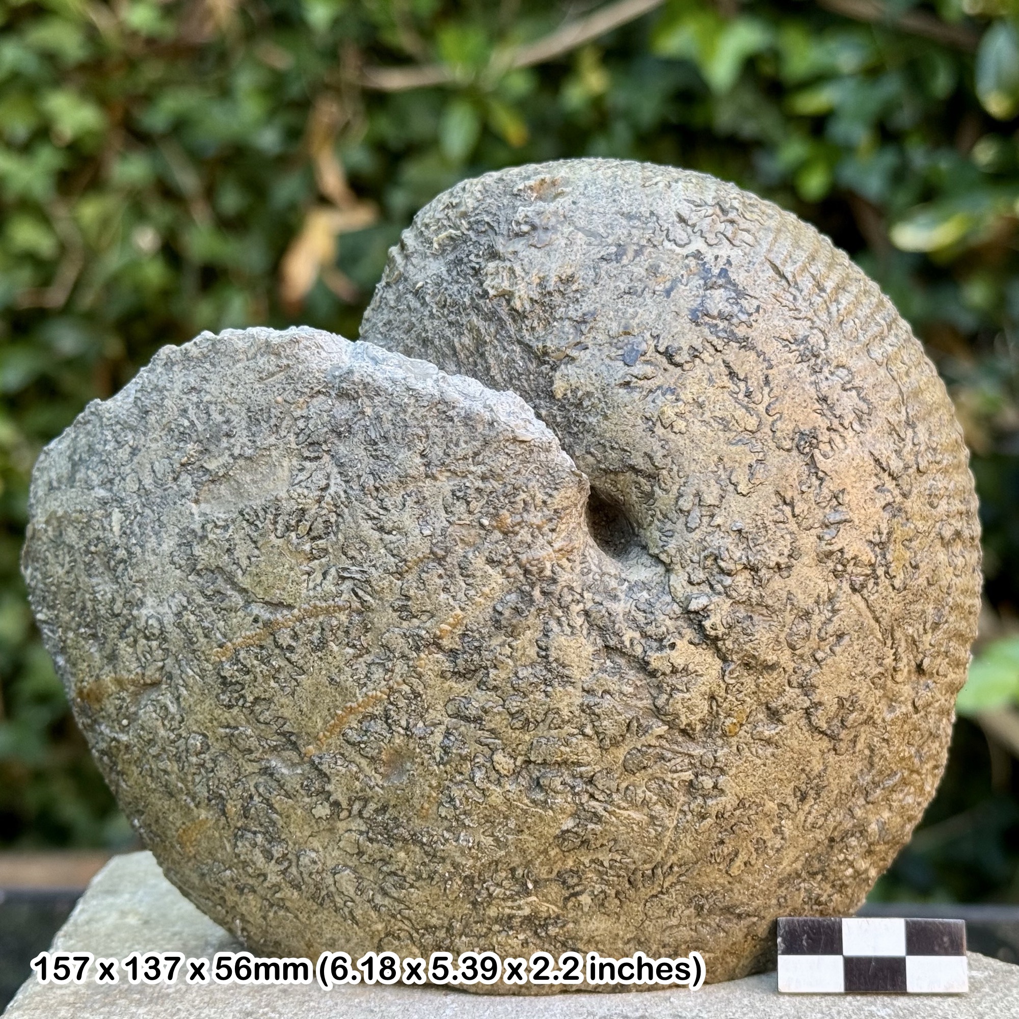 RARE Macrocephalites macrocephalus Fossil Ammonite – Upper Cornbrash, Callovian, Jurassic, Shorncote Quarry UK – COA