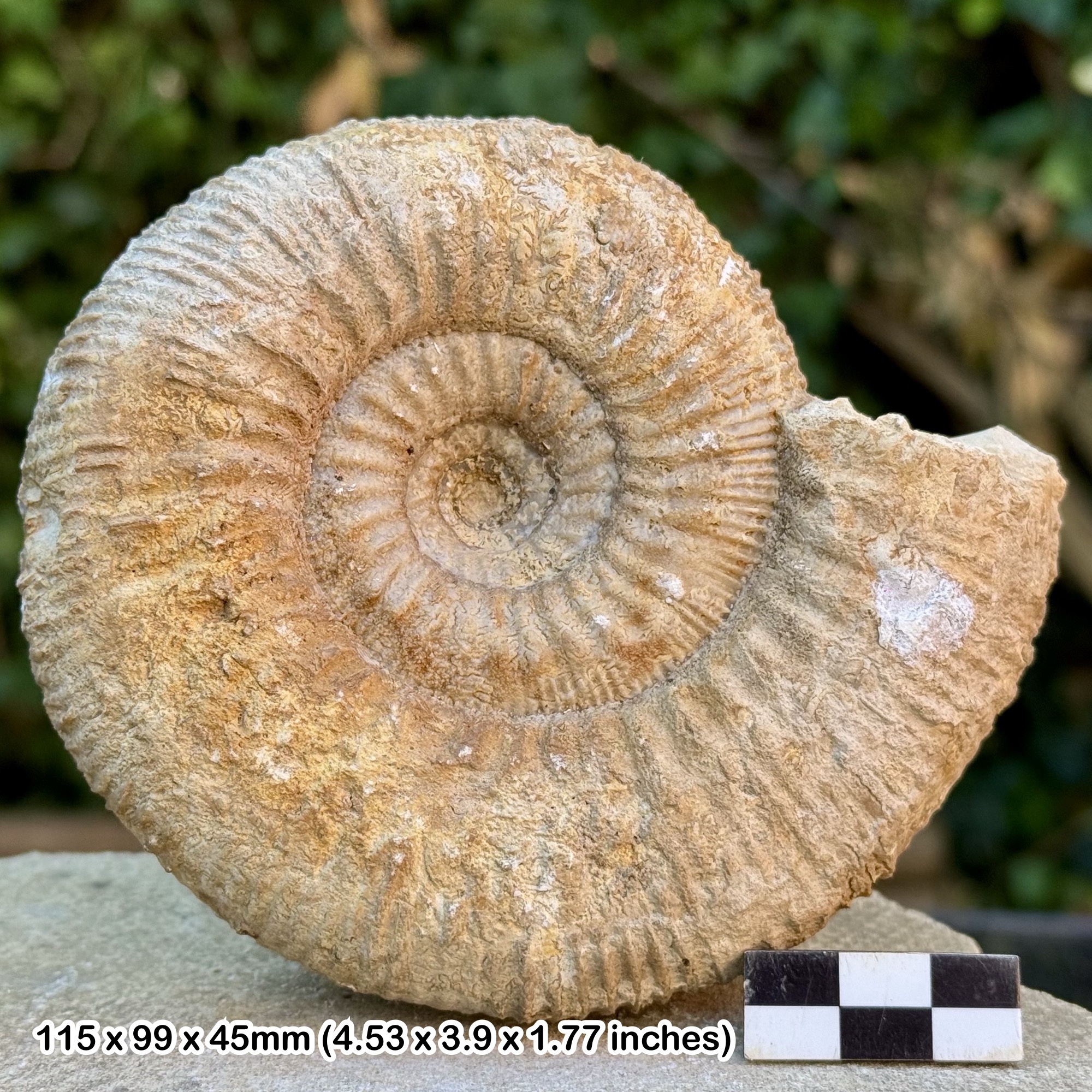 RARE Stephanoceras zieterii Fossil Ammonite – Bajocian, Jurassic, Milborne Wick Dorset UK – Genuine Specimen COA