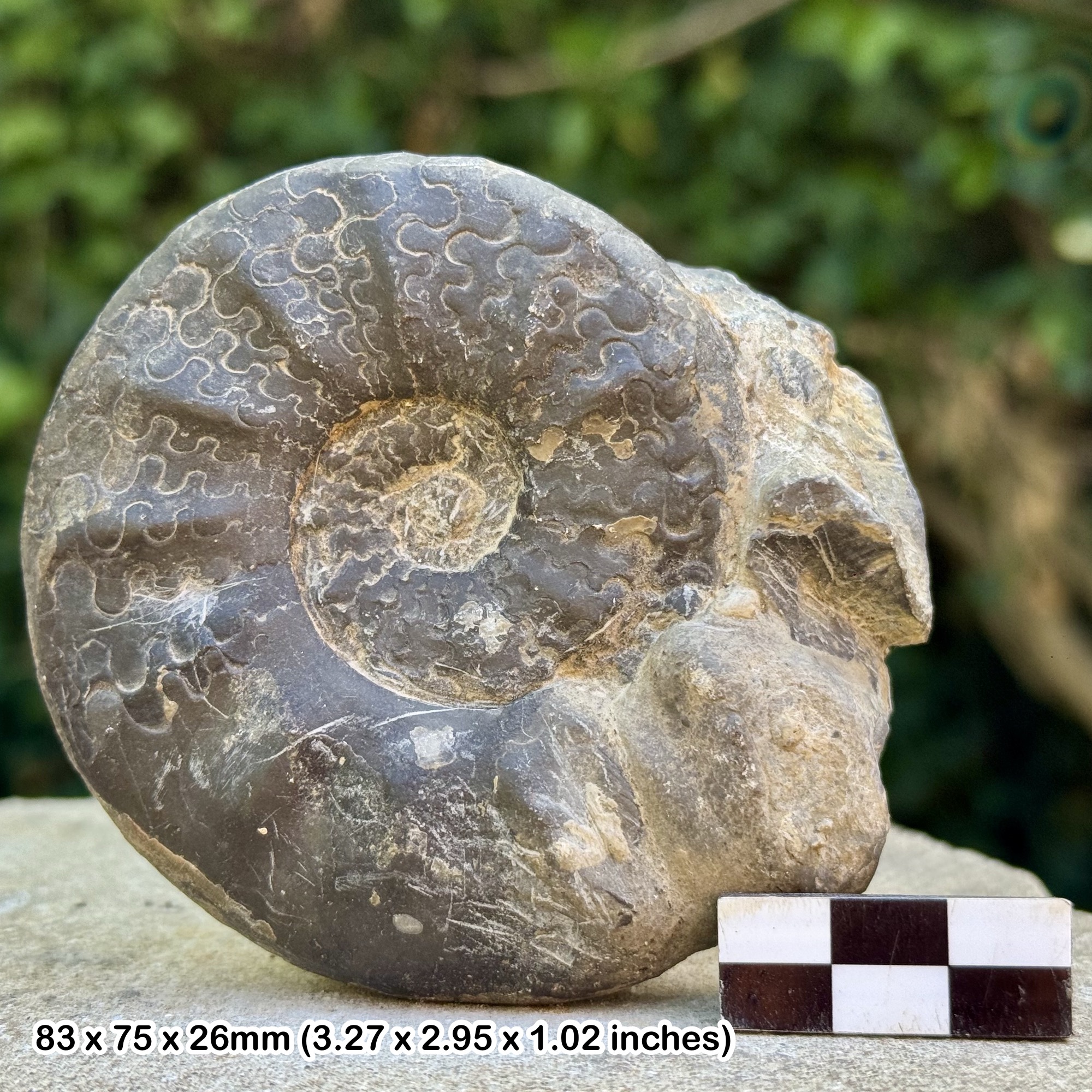 RARE Fossil Ammonite Discoceratites intermedius – Muschelkalk Formation, Ladinian, Middle Triassic – Germany – Alice Purnell Collection
