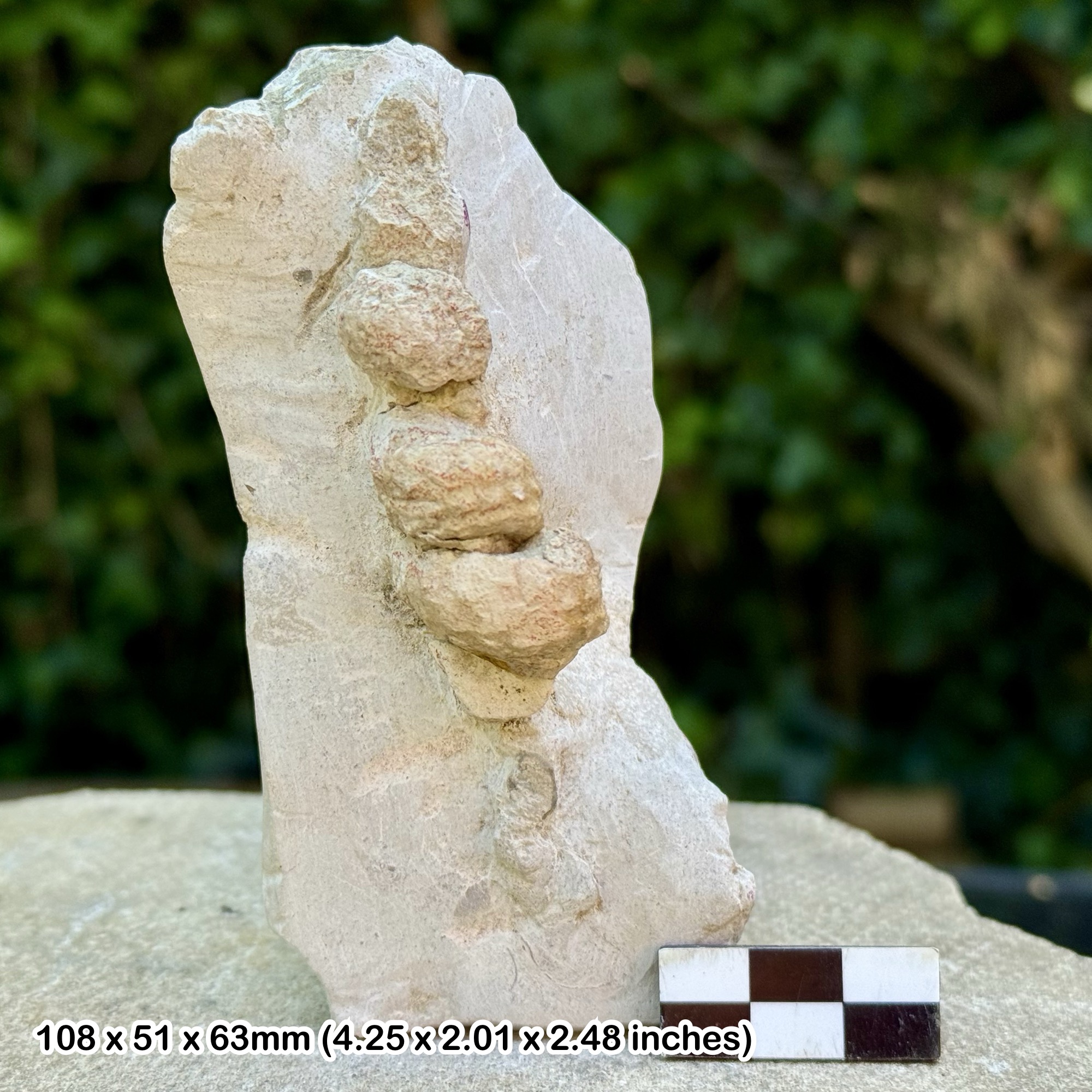 VERY RARE: Algerites ellipticus Heteromorph Ammonite Fossil – Lower Cenomanian, Cretaceous – Glynde, UK – Alice Purnell Collection