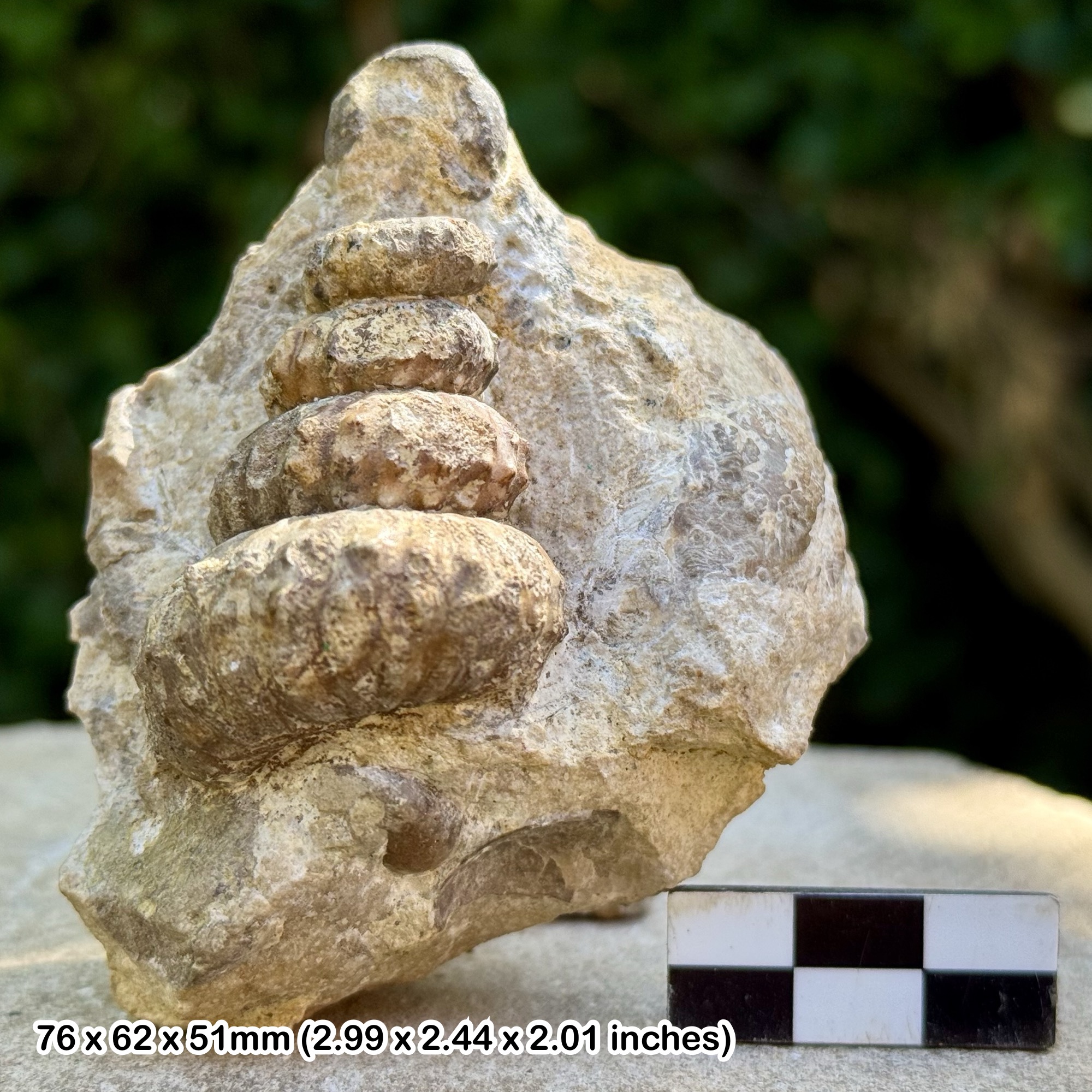 VERY RARE: Mariella bergerii Heteromorph Ammonite Fossil with Echinoids & Gastropods – Upper Albian, Cretaceous – Alice Purnell Collection