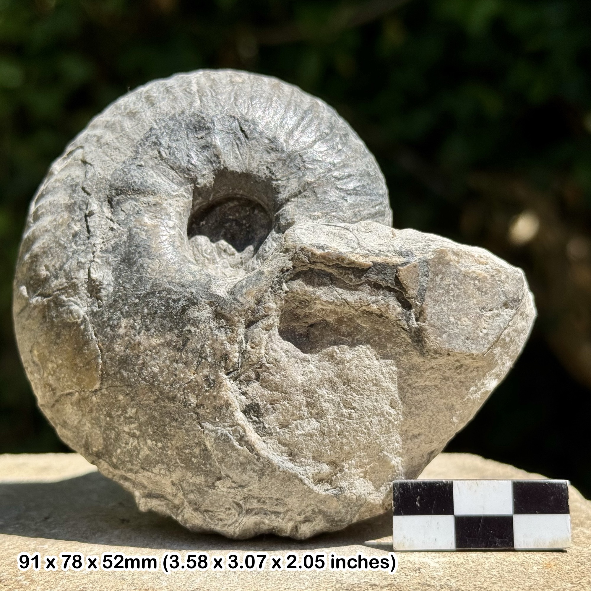 RARE Fossil Ammonite Quenstedtoceras sutherlandie – Upper Callovian, Jurassic – Villers-sur-Mer, Calvados, France – Alice Purnell Collection