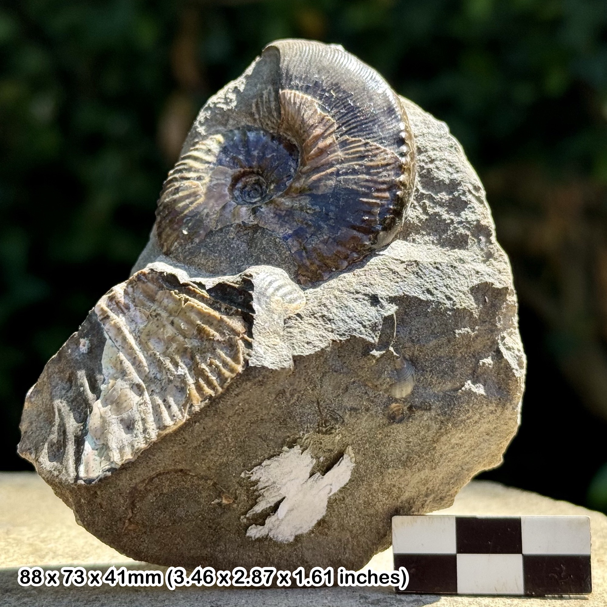 RARE: Hoploscaphites nicoletti Fossil Ammonite – Maastrichtian, Cretaceous – Pierre Shale – South Dakota, USA – Alice Purnell Collection