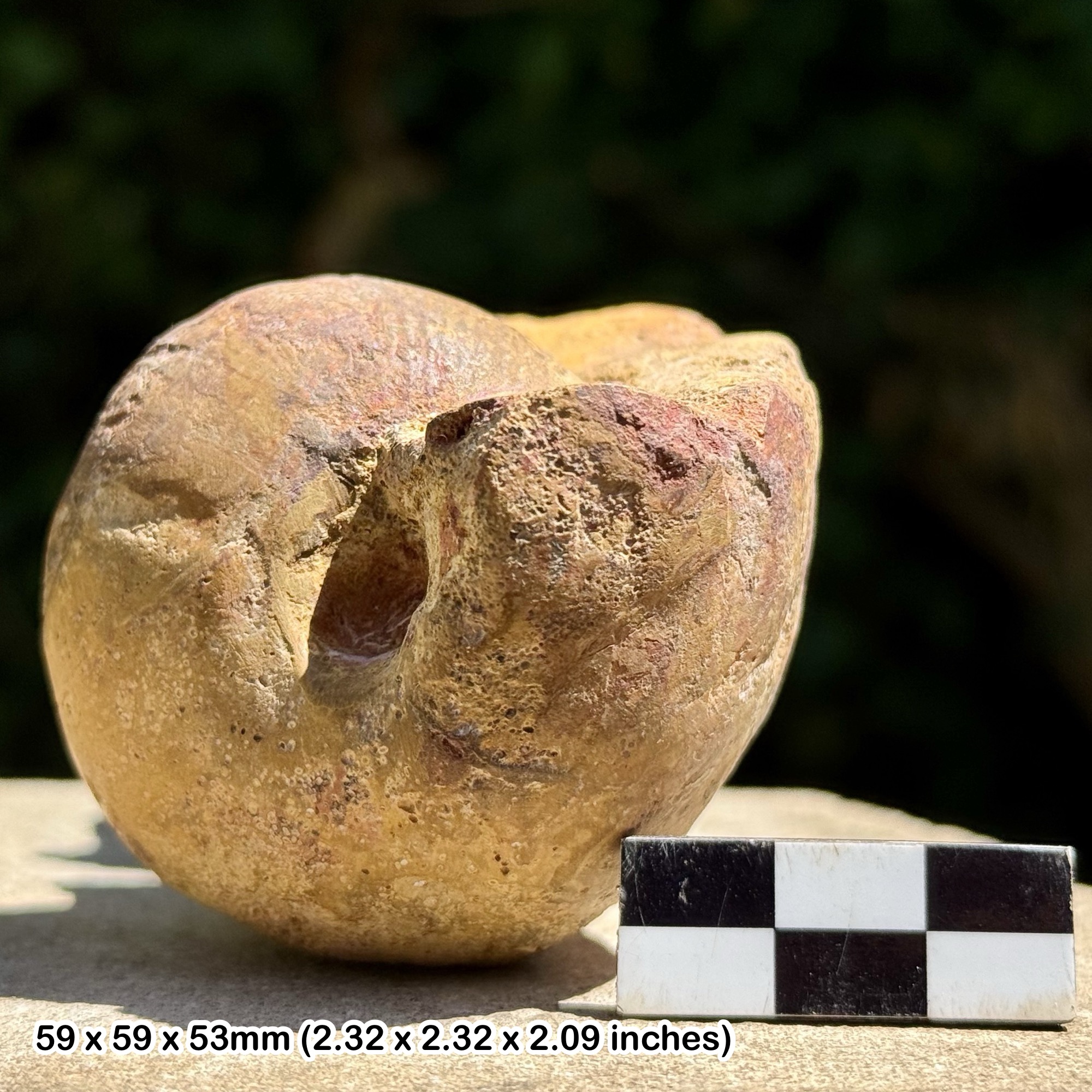 RARE Fossil Ammonite Pachyvascoceras – Lower Turonian, Cretaceous – France – Certified Authentic – Alice Purnell Collection
