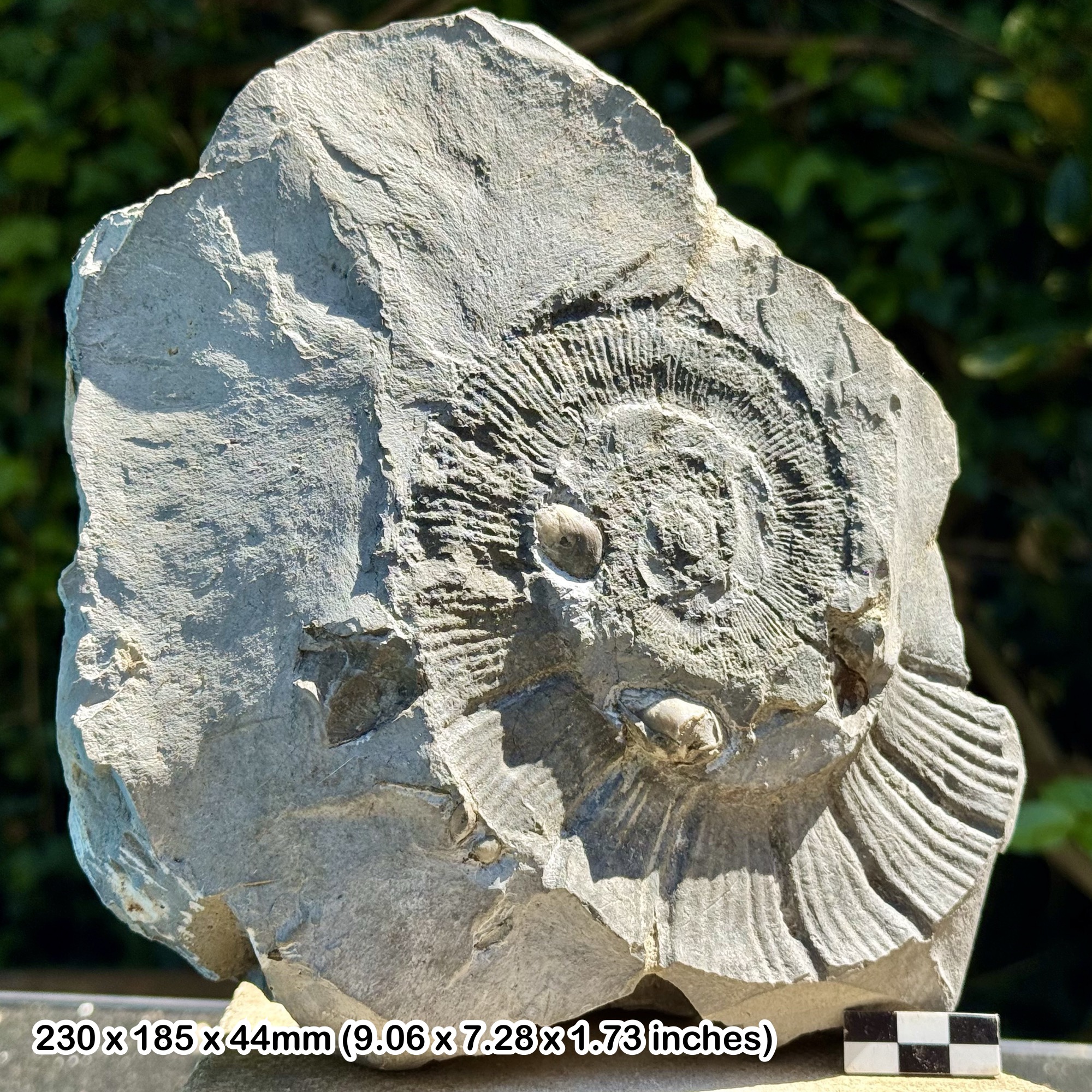 RARE Fossil Heteromorph Ammonite Crioceratites majoricensis – Hauterivian, Early Cretaceous – France – Alice Purnell Collection