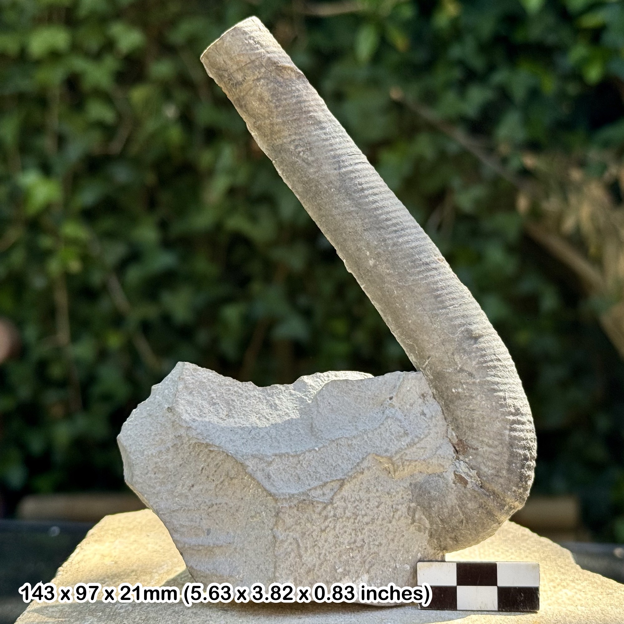 VERY RARE Fossil Heteromorph Ammonite Anahamulina davidsoni – Barremian, Cretaceous – France – Alice Purnell Collection