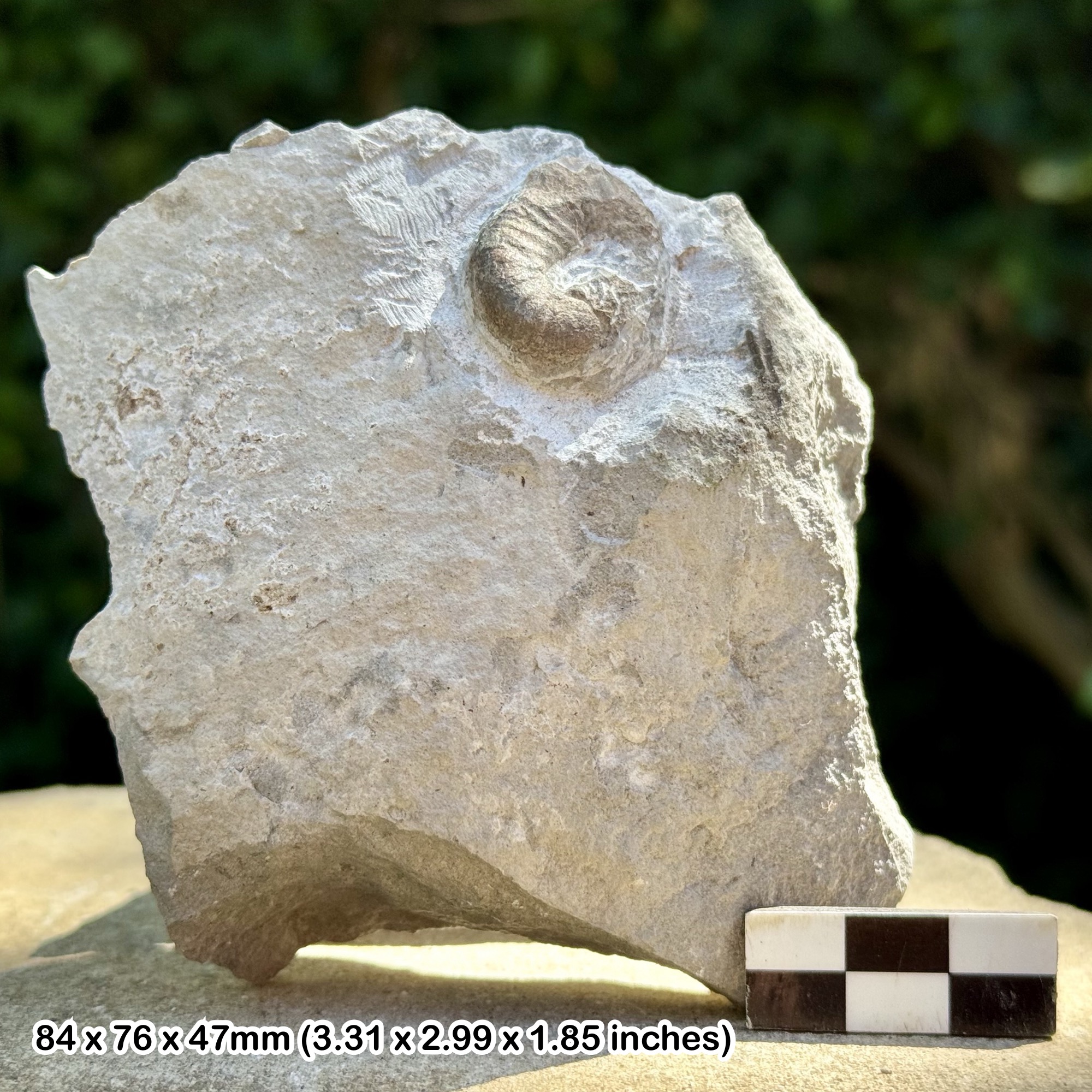 RARE Fossil Heteromorph Ammonite Scaphites equalis – Lower Cenomanian, Cretaceous – Seine-Maritime, France – Alice Purnell Collection