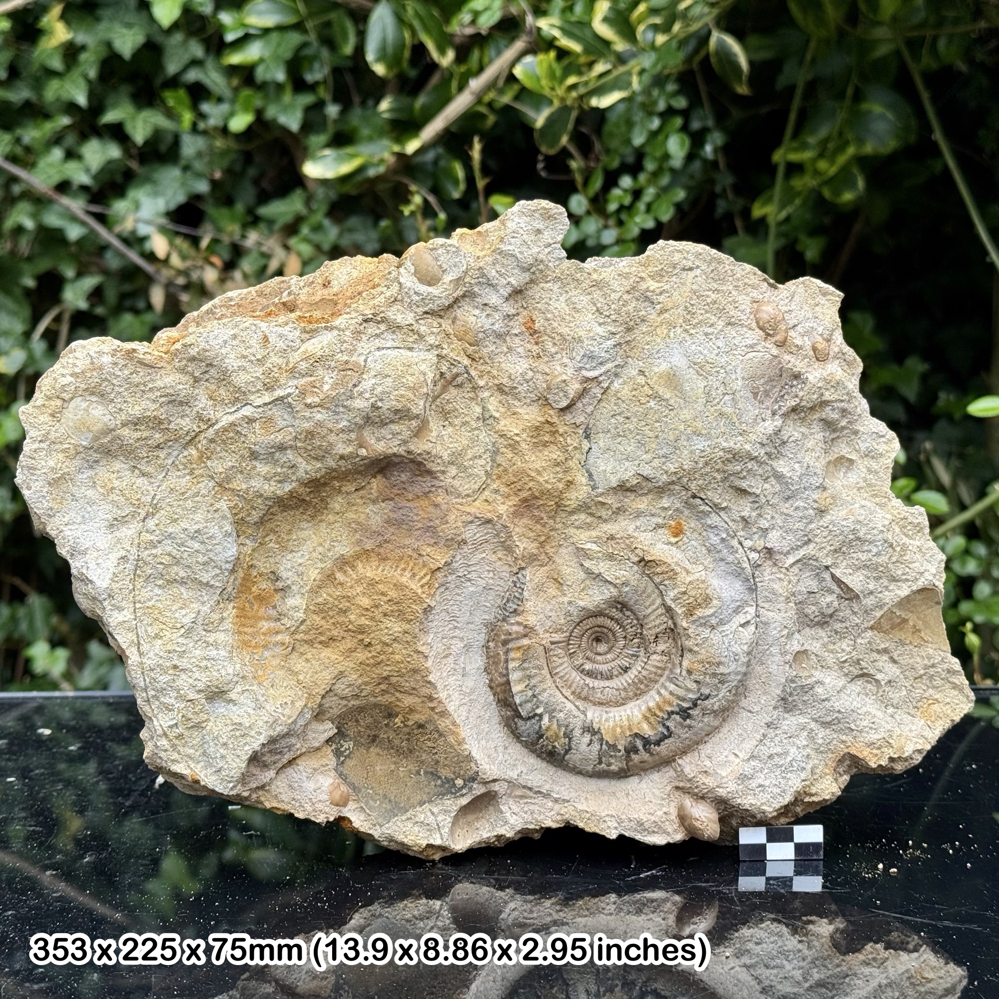 RARE PARKINSONIA Fossil Ammonite – Inferior Oolite, Jurassic Coast, Burton Bradstock UK – 100% Genuine – Alice Purnell Collection