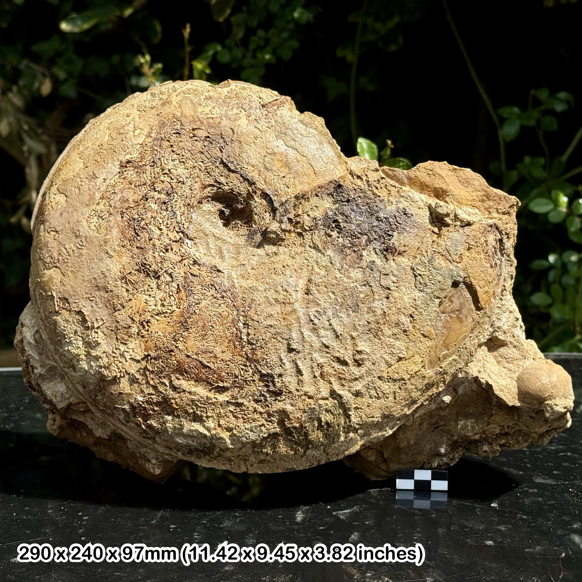RARE 11" HYPERLIOCERAS Fossil Ammonite – Jurassic Coast, Burton Bradstock UK – Inferior Oolite – Alice Purnell Collection