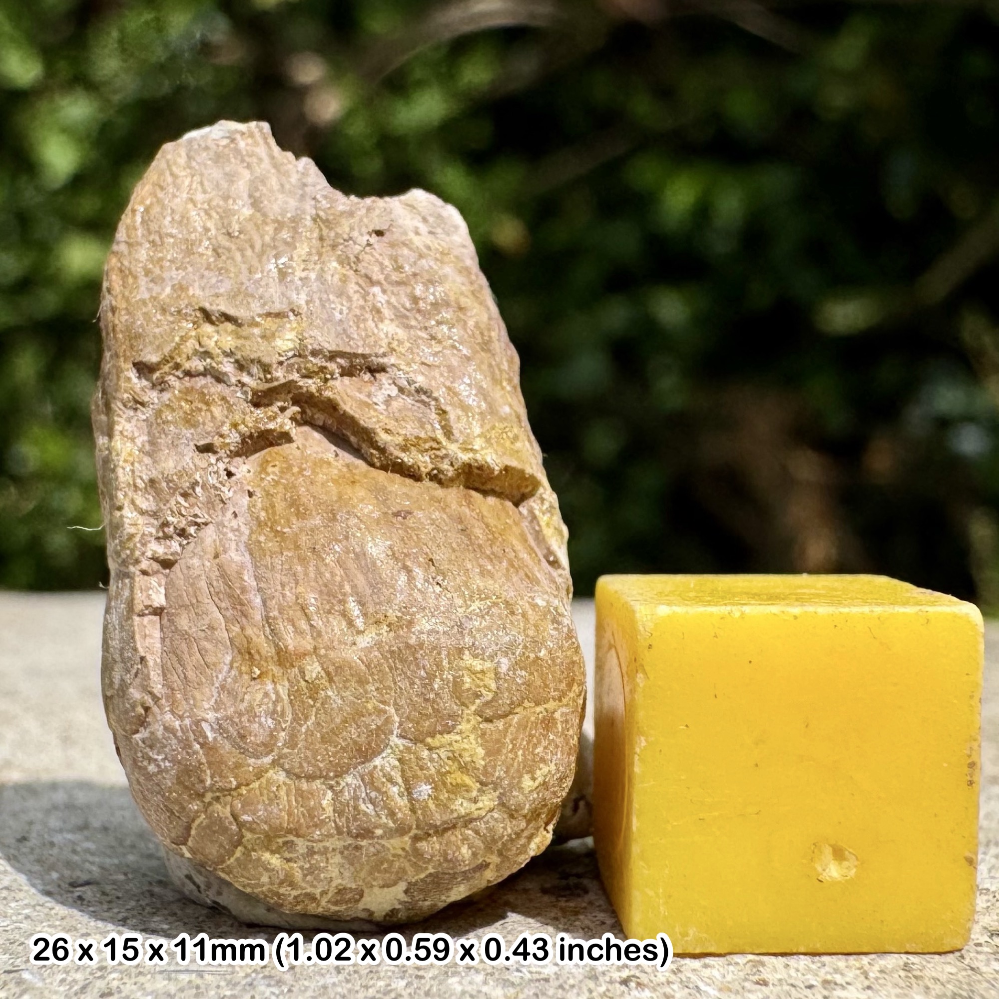 RARE Fossil Coprolite – Centrospina heterodontus (Bull Shark) – Turonian, Cretaceous – Glynde, UK – Certified Authentic Specimen