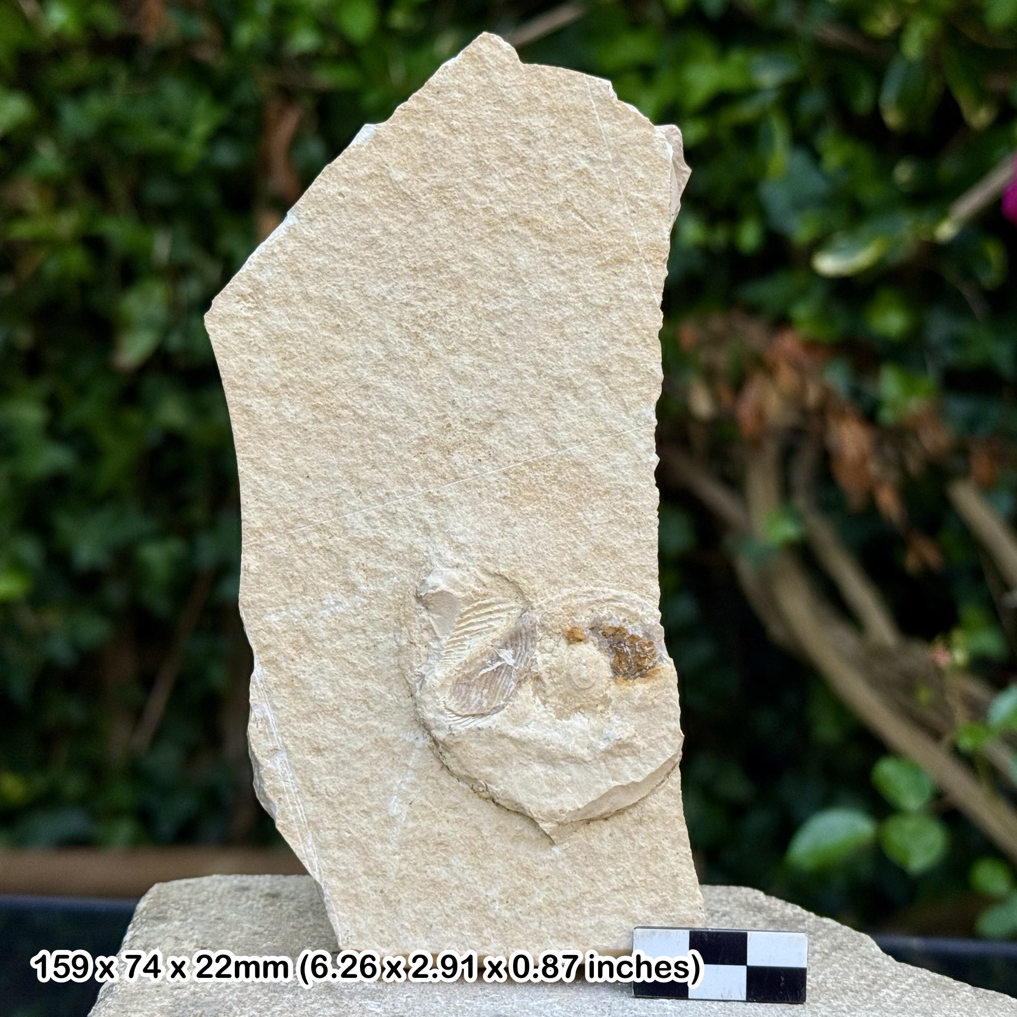 RARE Pteraptychus Aptychus Fossil (Ammonite Lower Jaw) | Jurassic Solnhofen Limestone | Bavaria Germany | Certified Genuine Specimen