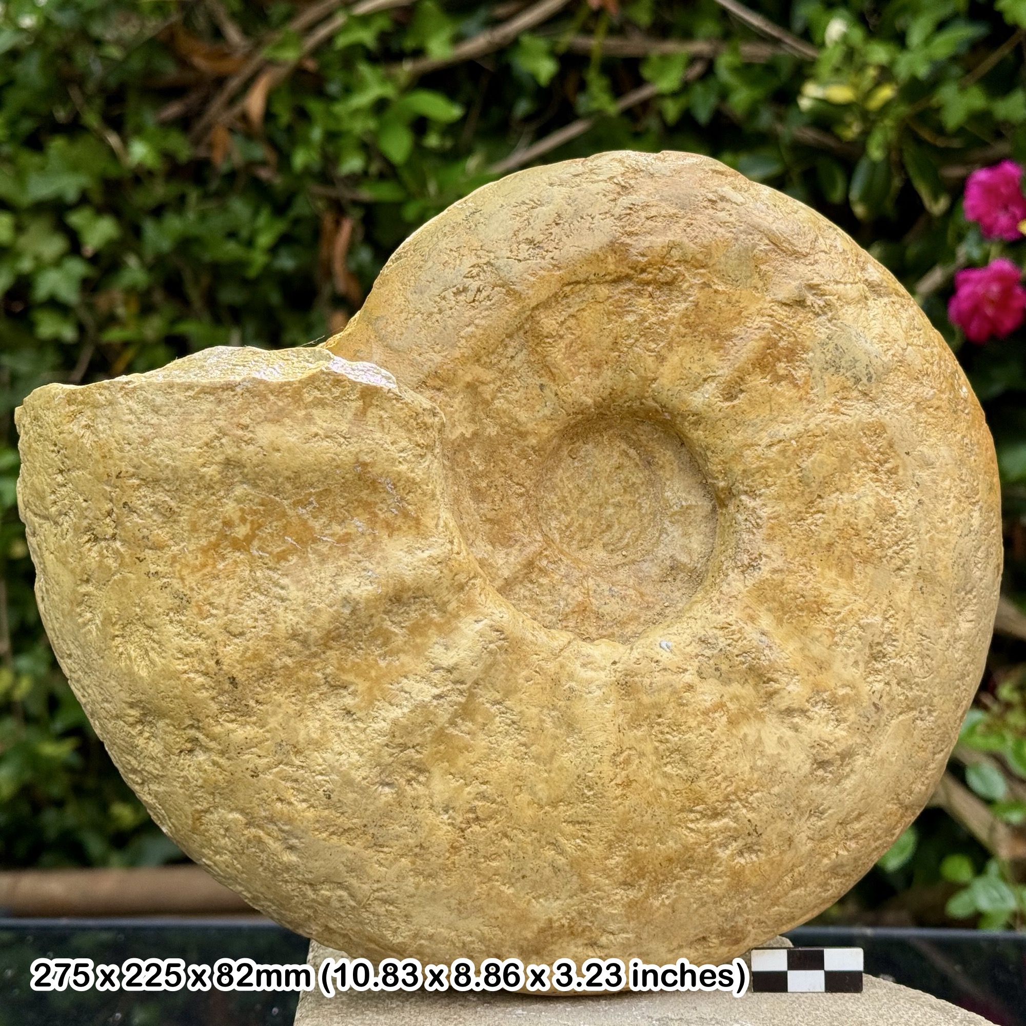 RARE 11" Paracalycoceras weistii Fossil Ammonite | Albian Cretaceous | Fort Worth Texas USA | Certified Authentic Specimen