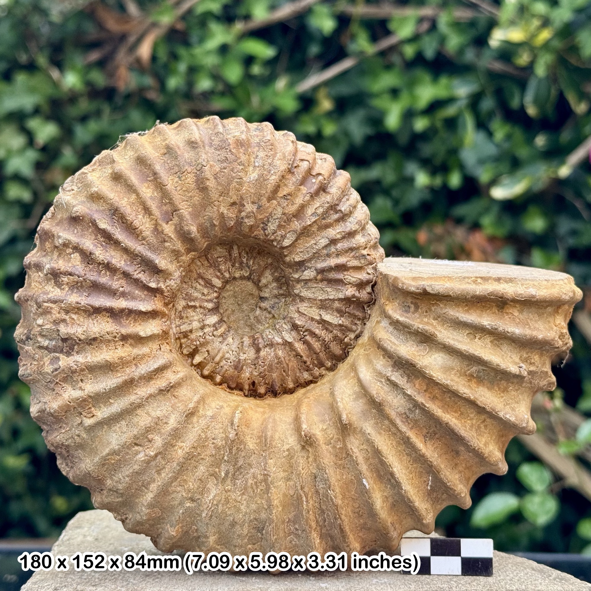 RARE 7" Mantelliceras isovokyense Fossil Ammonite | Lower Cenomanian Cretaceous | Madagascar | Certified Authentic