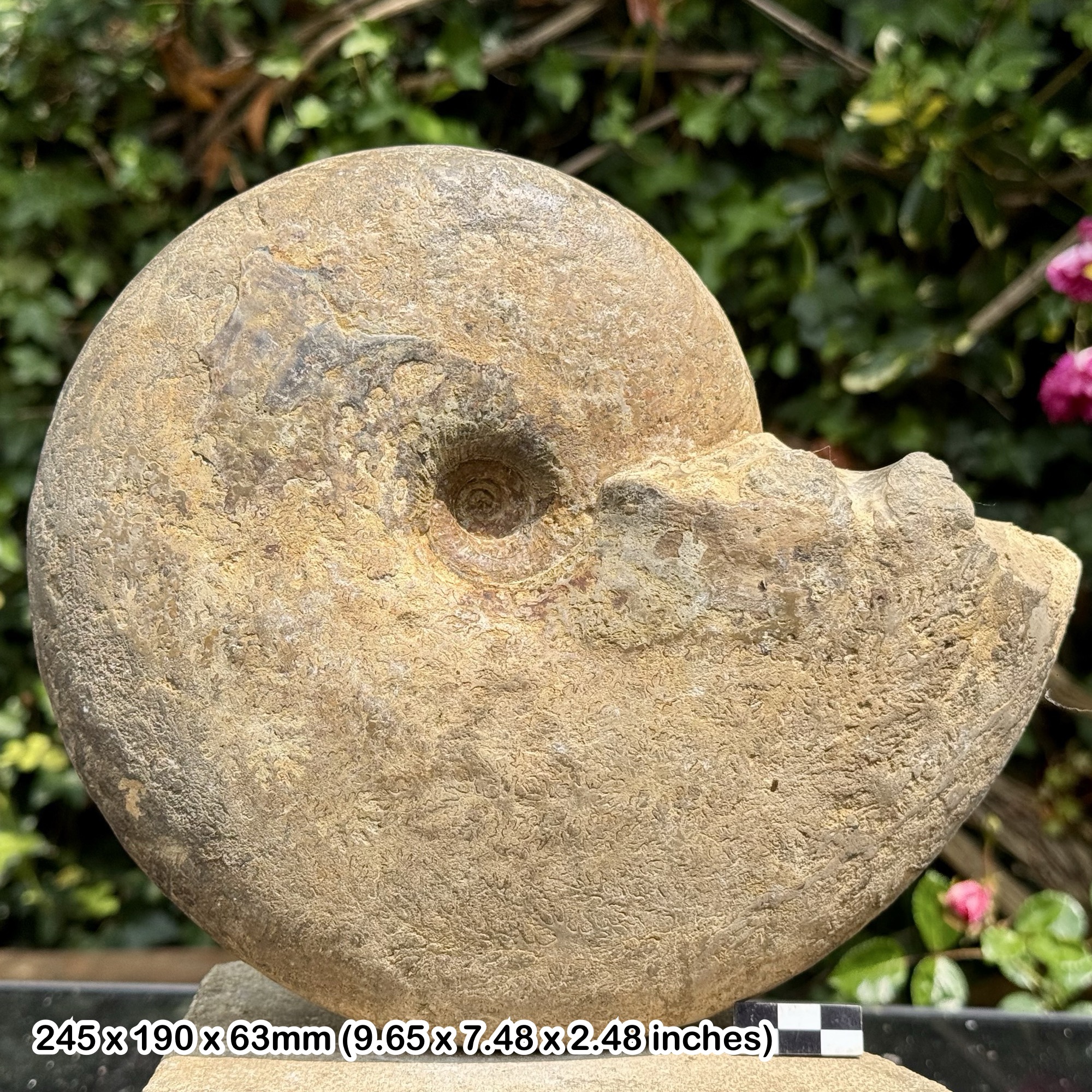 RARE 10" Gleviceras victorix Fossil Ammonite, Armatum Bed, Sinemurian Jurassic, RADSTOCK Somerset UK