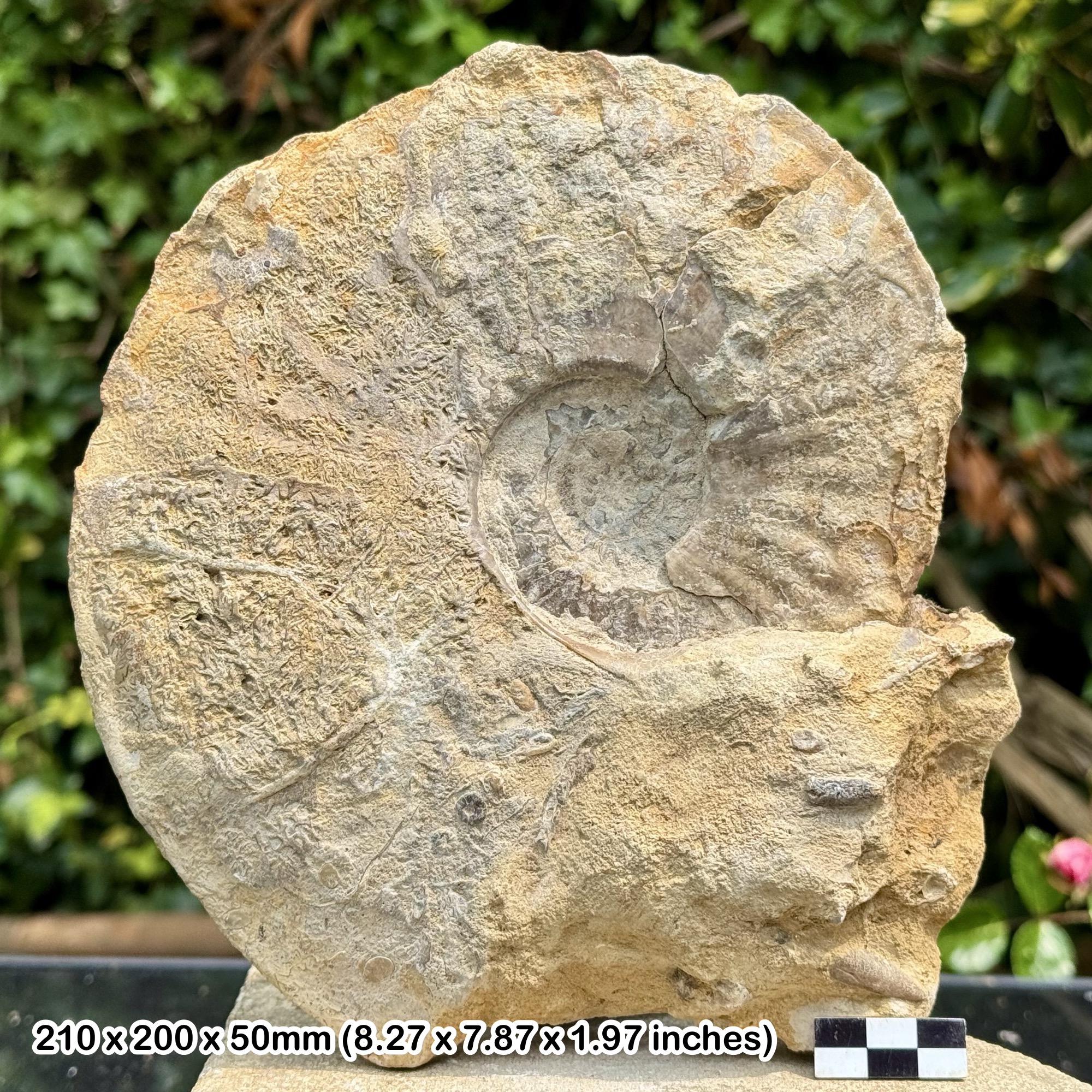 RARE 8" Amaltheus margaritatus Fossil Ammonite, Aalenian Jurassic, Ilminster Somerset UK