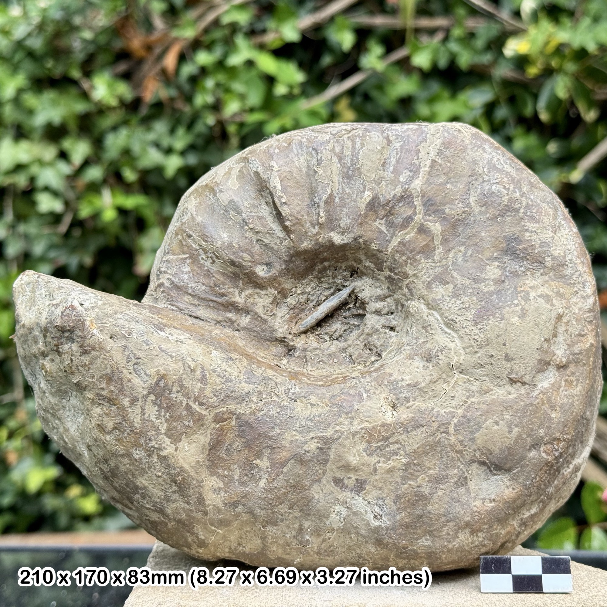 RARE 8" Eboraciceras dissimili Fossil Ammonite, Oxford Clay Oxfordian Jurassic, NORTHMOOR OXON UK