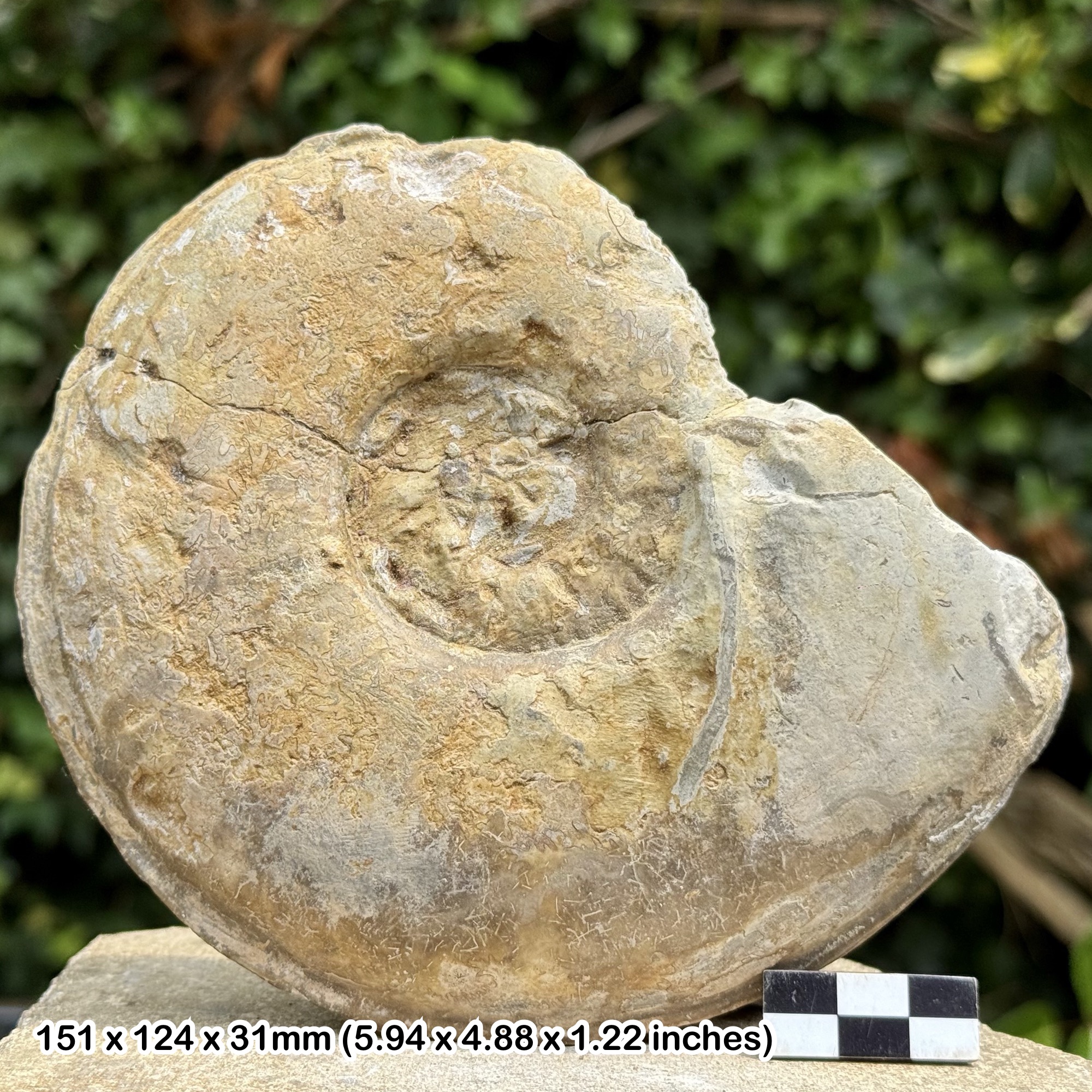 Amaltheus stokesi Somerset Fossil Ammonite, Aalenian Jurassic, Ilminster UK – Genuine Specimen with COA