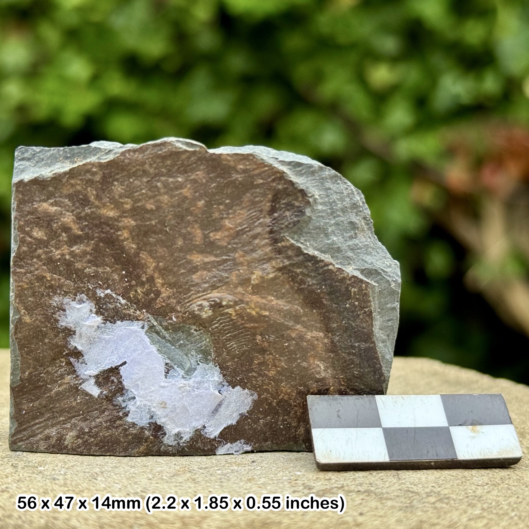RARE Ourisia micrurus Trilobite Fossil – Upper Cambrian, Cwmhesgyn Formation, Craig-y-Dinas, Wales