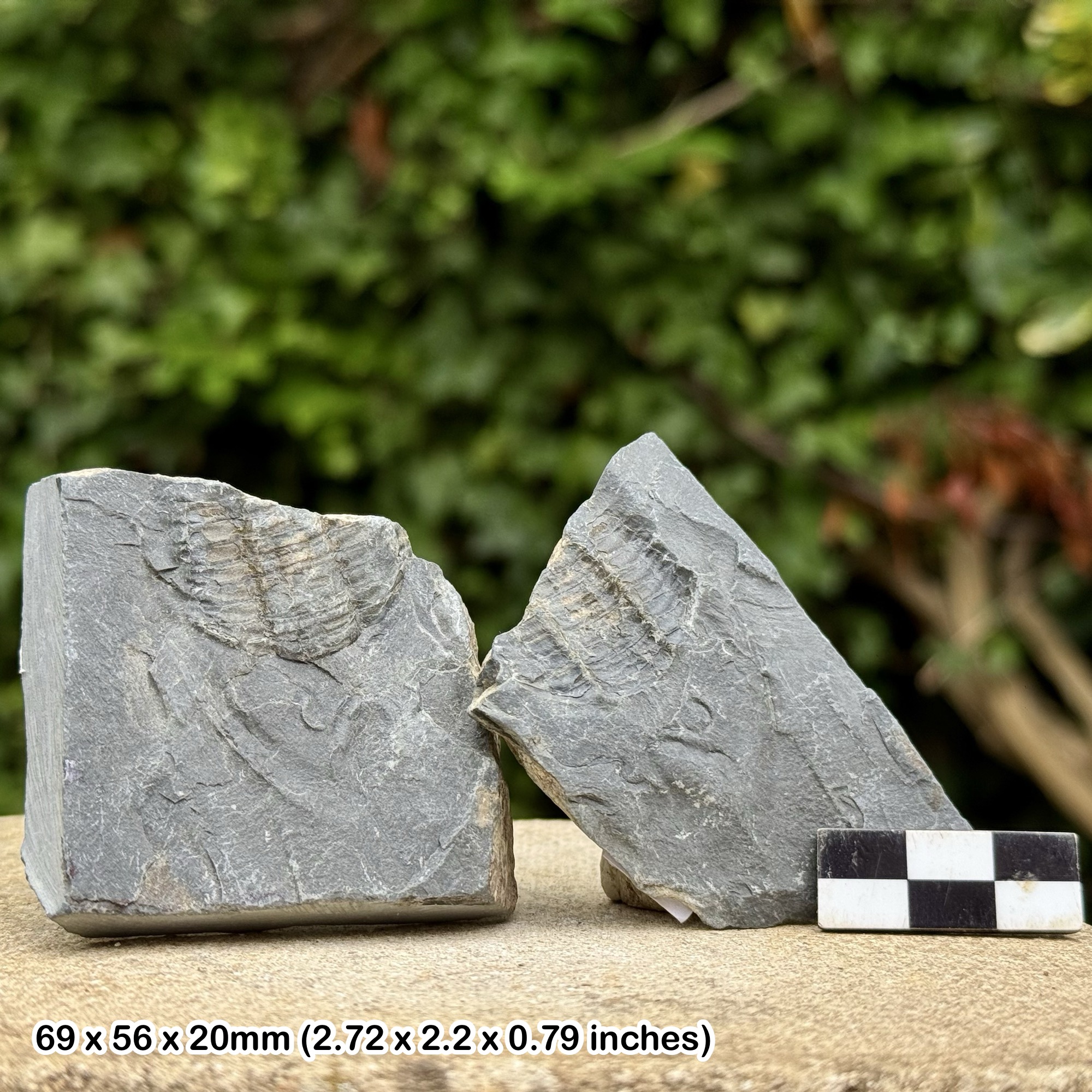 RARE Niobella homfrayi Trilobite Fossil – Tremadoc Stage, Ordovician – Carreg-y-Diocyn, Wales – Certified Genuine