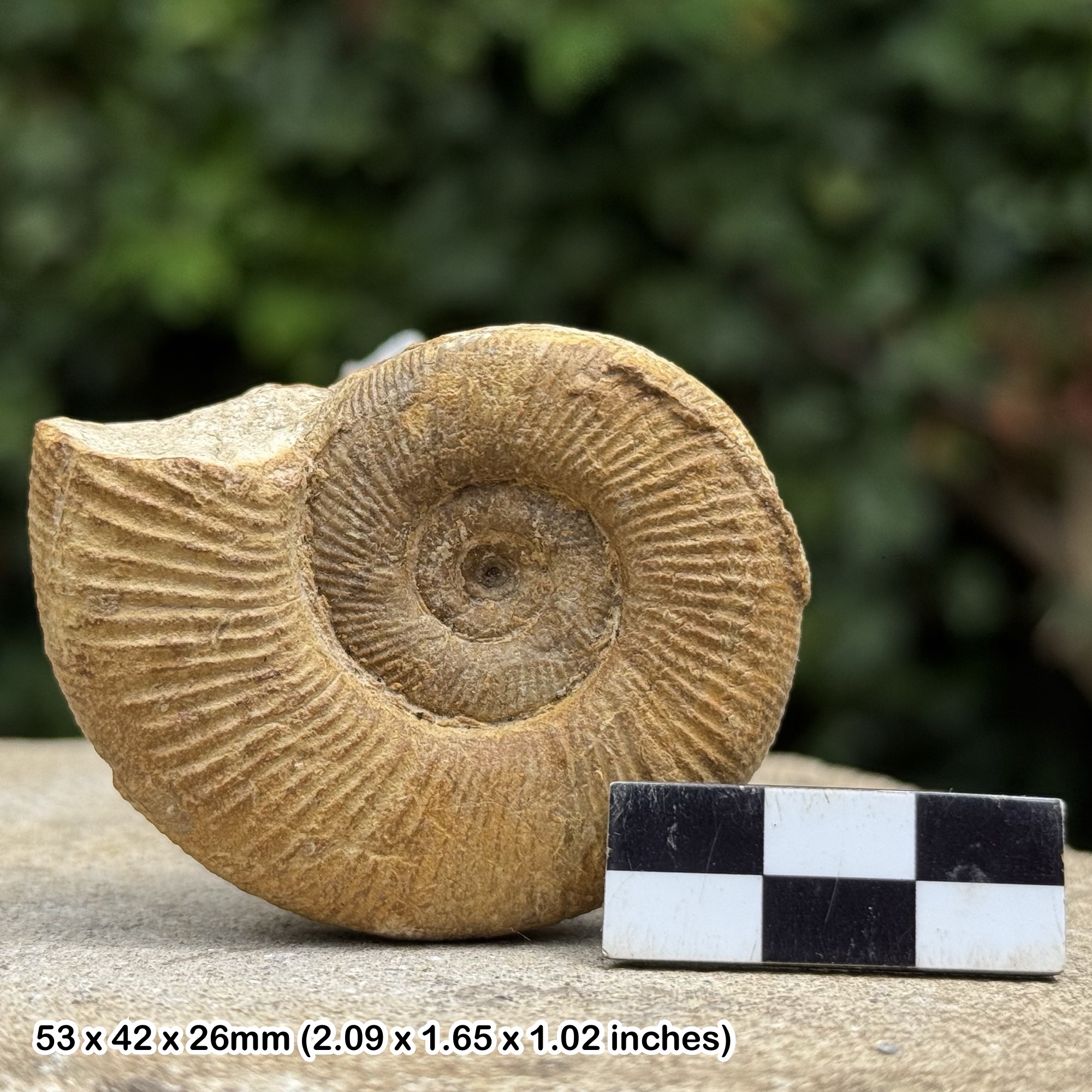 Fossil Liosphinctes plicatilis Ammonite – Upper Oxfordian Jurassic – Normandy France – Certified Genuine Specimen