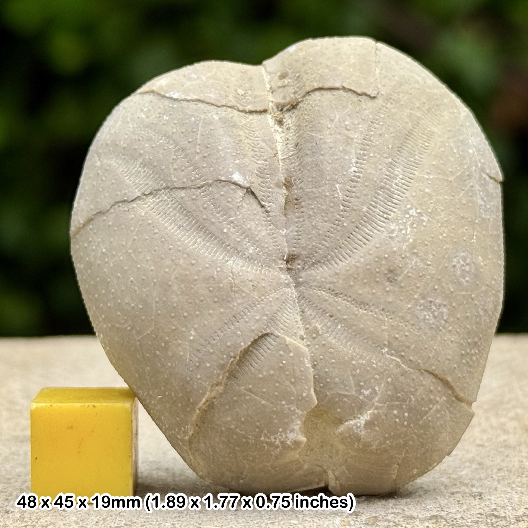 Hemiaster Fossil Echinoid – Cretaceous – Spain – Genuine Sea Urchin with Certificate