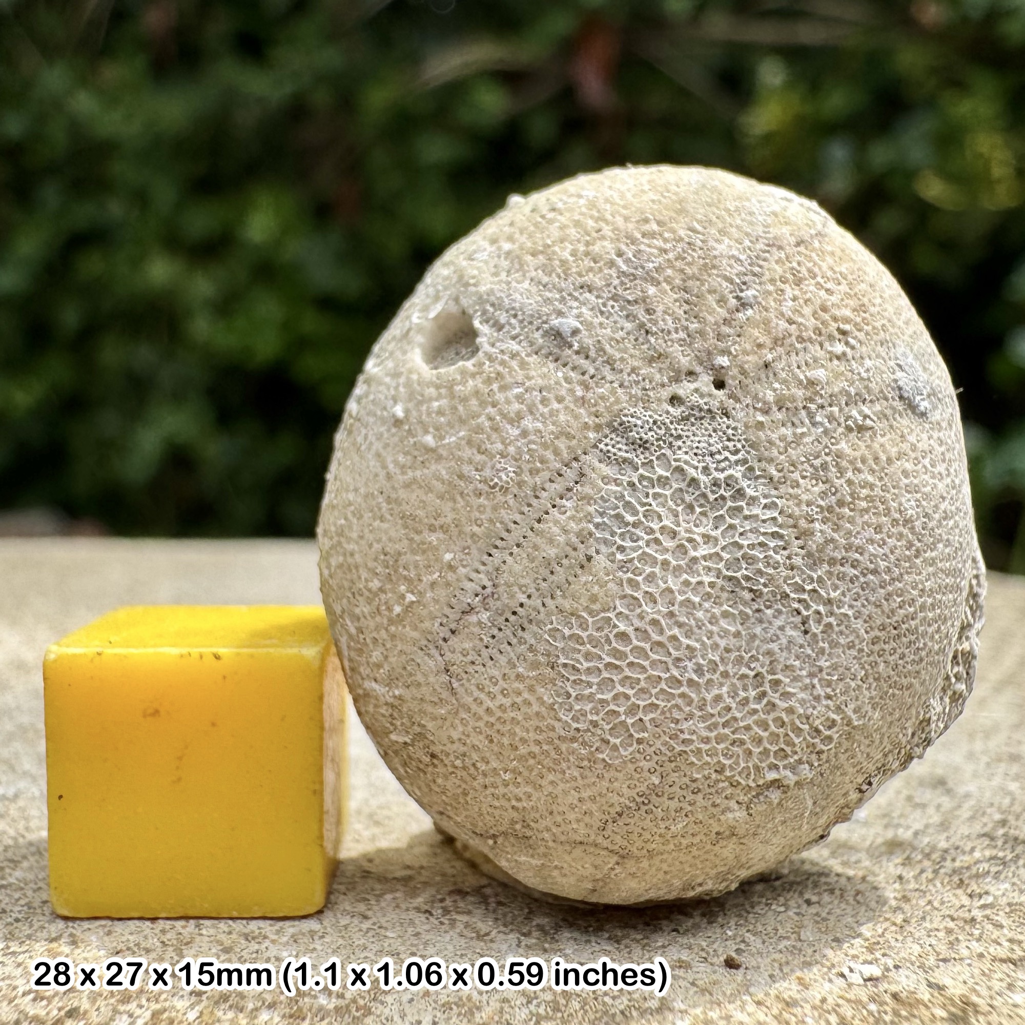 Catopygus mississippiensis Fossil Echinoid – Eocene Castle Hayne Formation – North Carolina USA – Genuine with Certificate