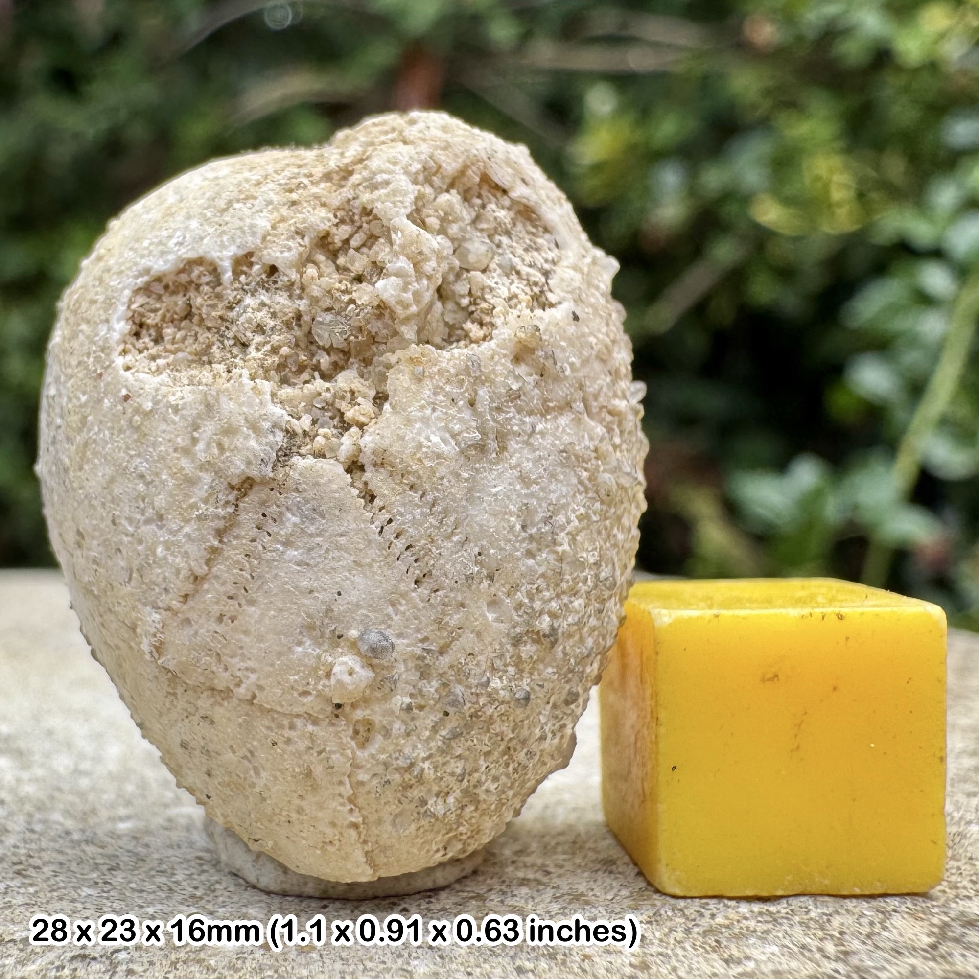 Fossil Chalk Echinoid – Cretaceous – Wilmington, Devon, UK – Authentic Specimen with Certificate