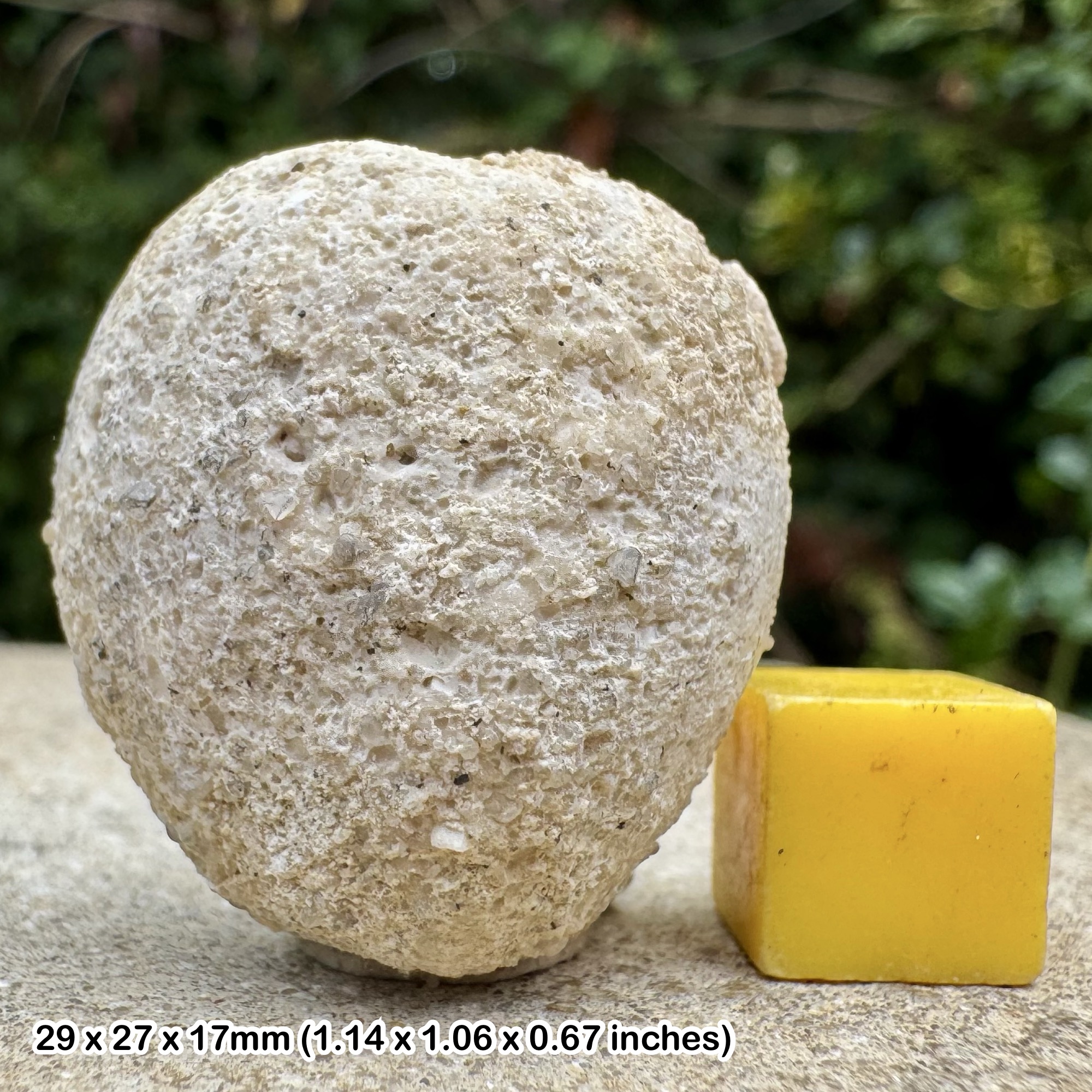 Fossil Chalk Echinoid – Cretaceous – Wilmington, Devon, UK – Authentic Specimen with Certificate