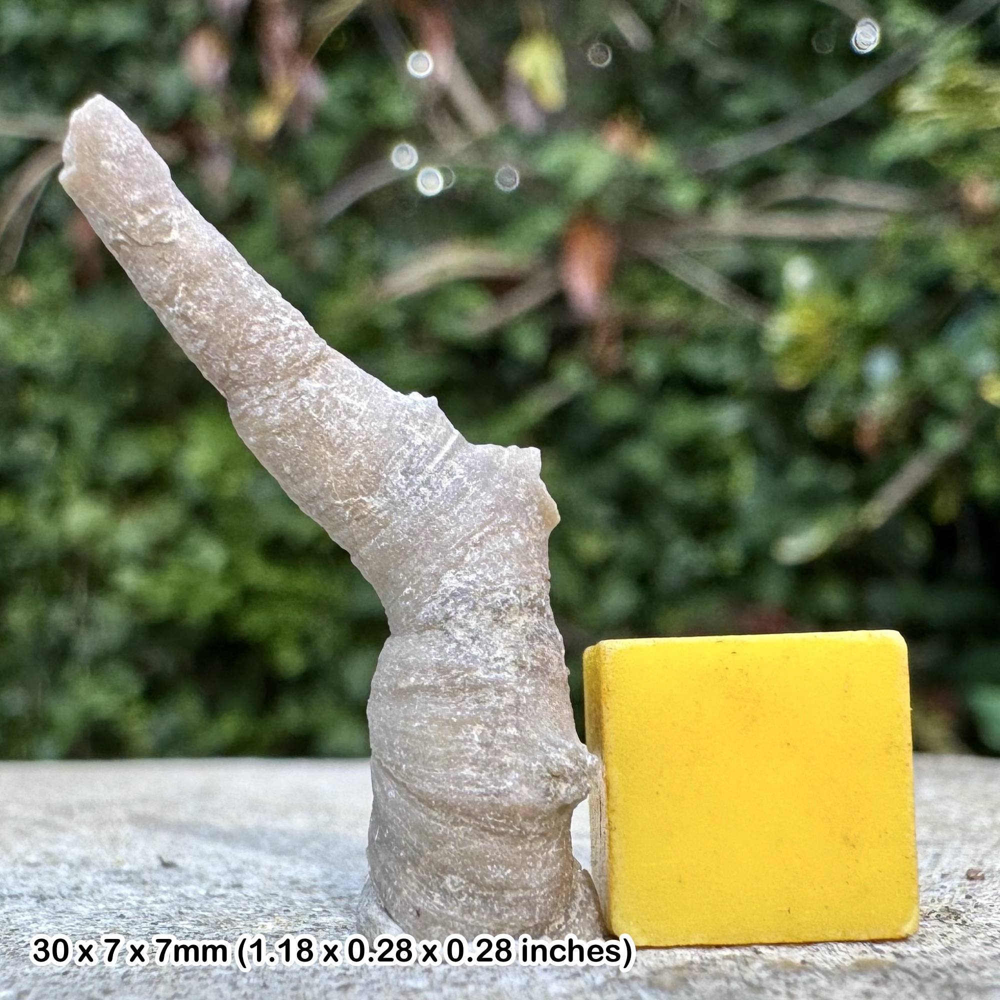 Heliophyllum halli Fossil Coral – Middle Devonian Hamilton Shale – Arkona Ontario Canada – Genuine Fossil with Certificate