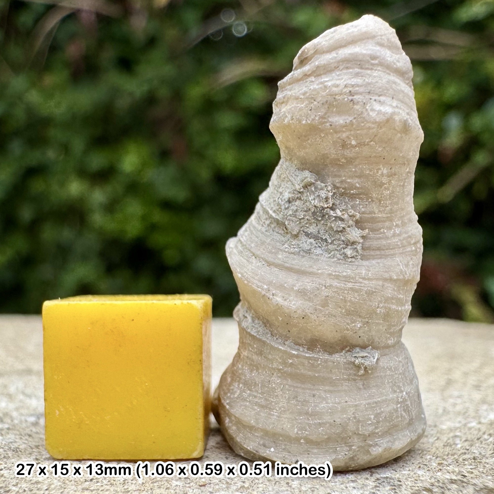 Heliophyllum halli Fossil Coral – Middle Devonian Hamilton Shale – Arkona Ontario Canada – Genuine Fossil with Certificate