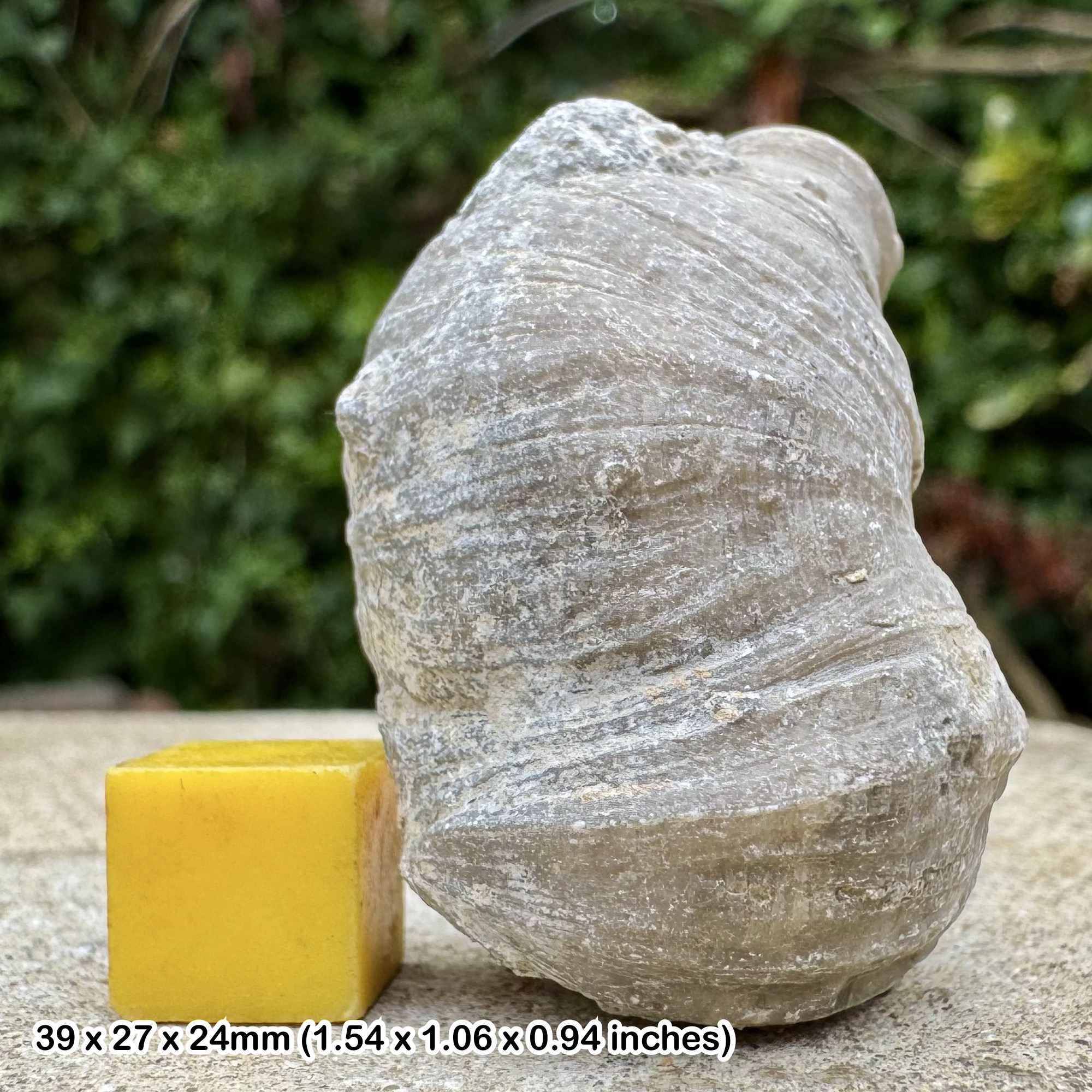 Heliophyllum halli Fossil Coral – Middle Devonian Hamilton Shale – Arkona Ontario Canada – Genuine Fossil with Certificate