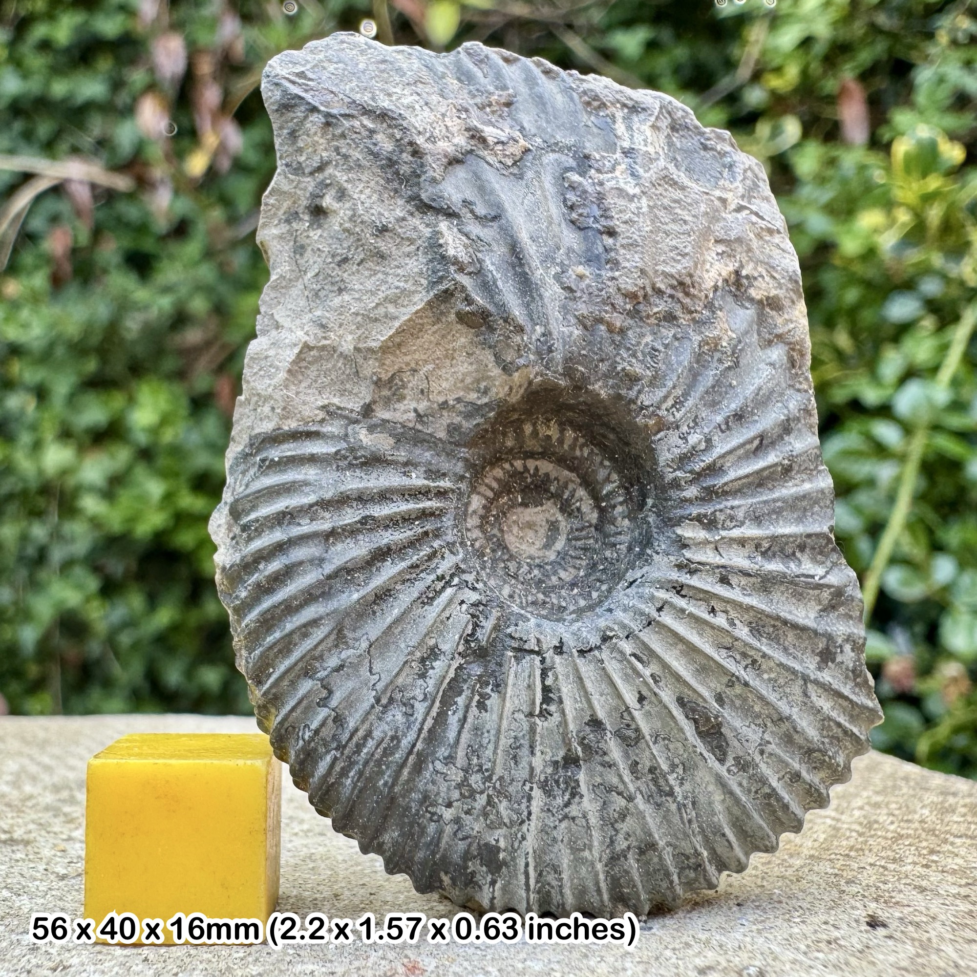 Cuyaniceras transgrediens Fossil Ammonite – Lower Kimmeridgian Jurassic – Germany – Genuine Fossil with Certificate