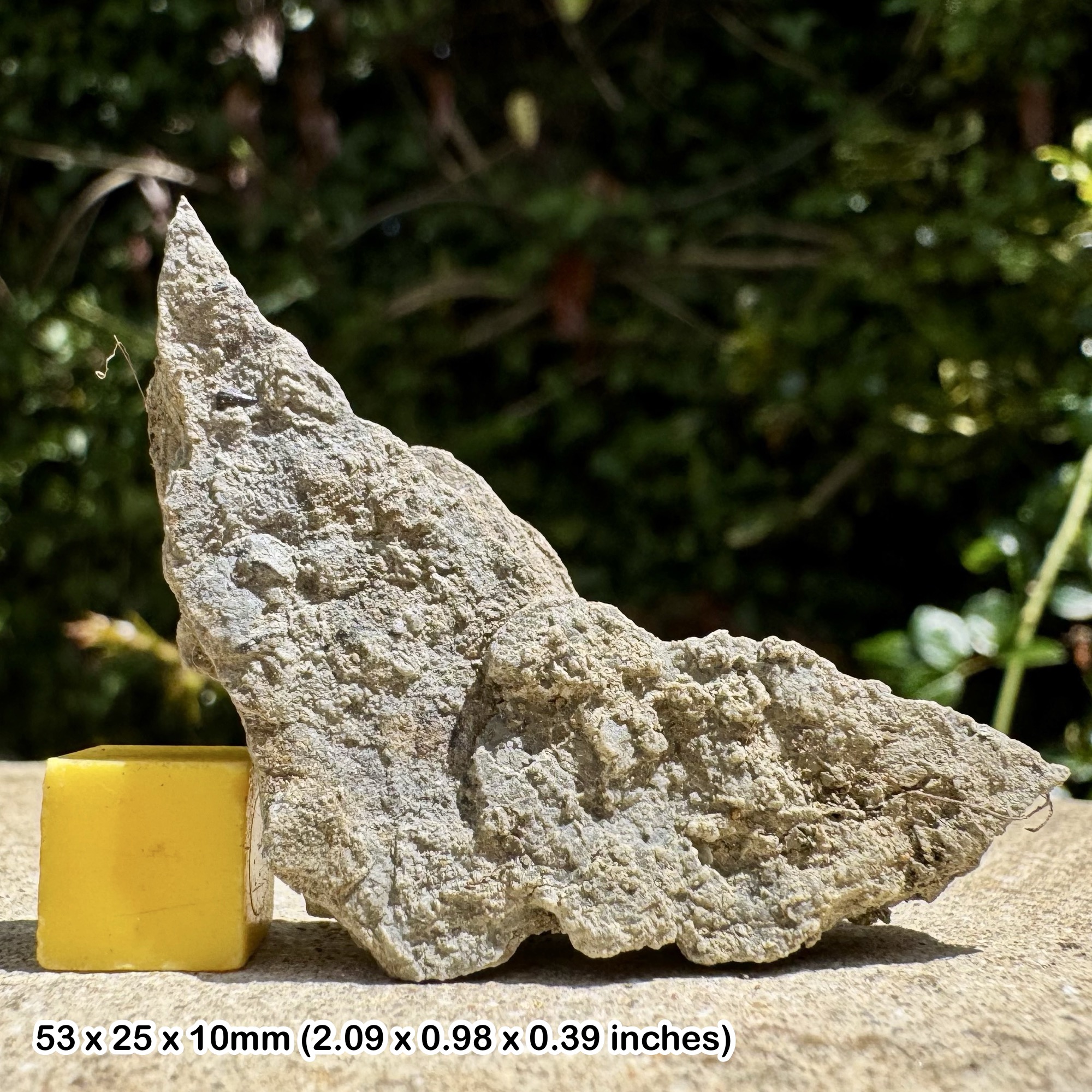 Fossil Fish Tooth in Matrix - Aust Cliff, Bristol UK - Upper Triassic - Westbury Formation - Genuine with COA