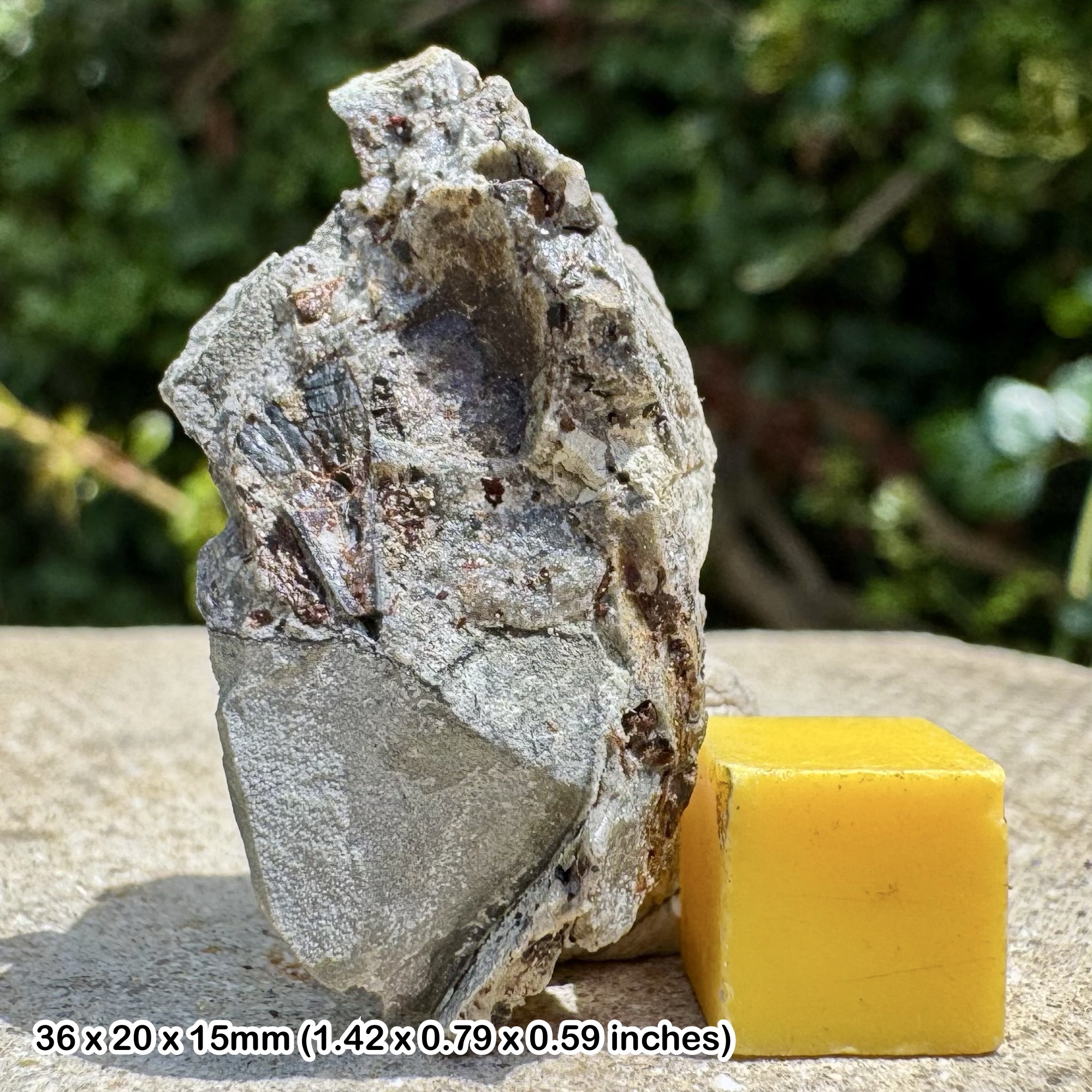 Fossil Fish Tooth in Matrix - Aust Cliff, Bristol UK - Upper Triassic - Westbury Formation - Genuine with COA