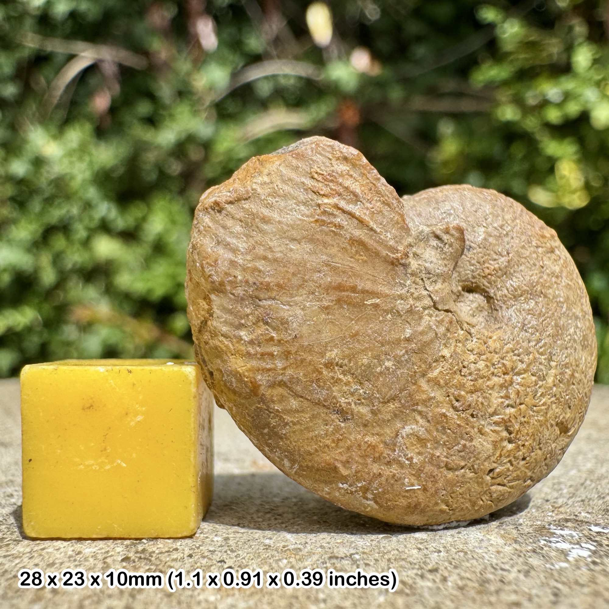 RARE Proscaphites anar Fossil Ammonite - Upper Oxfordian Jurassic - Deux-Sèvres France - Genuine with COA - Collector Specimen