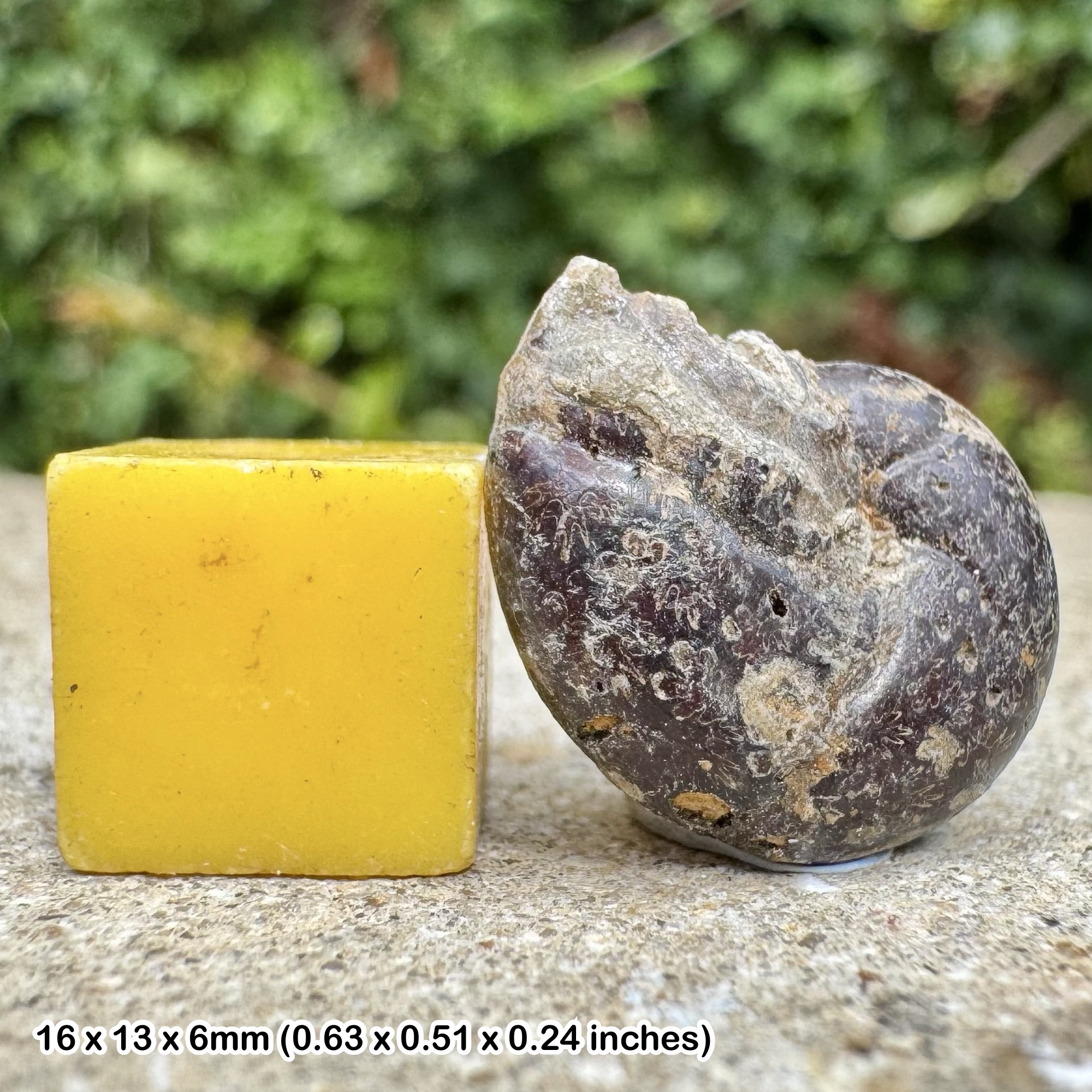 RARE Holcophylloceras Fossil Ammonite - Aptian Cretaceous - Auggusac Tarn France - Genuine with COA - Collector Specimen