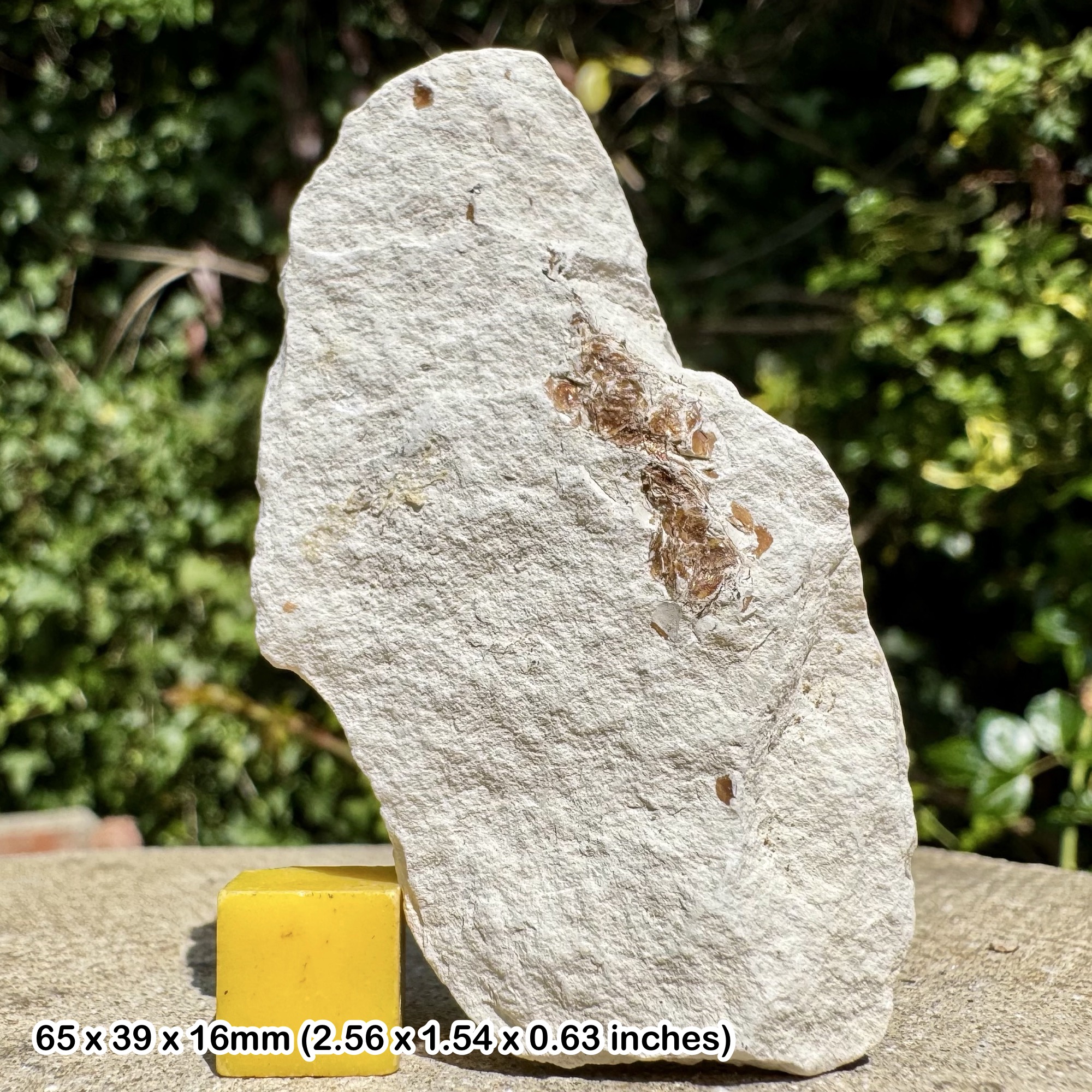 British Chalk Fish Fossil Bones - Cretaceous Sussex England - Authentic Specimen with COA