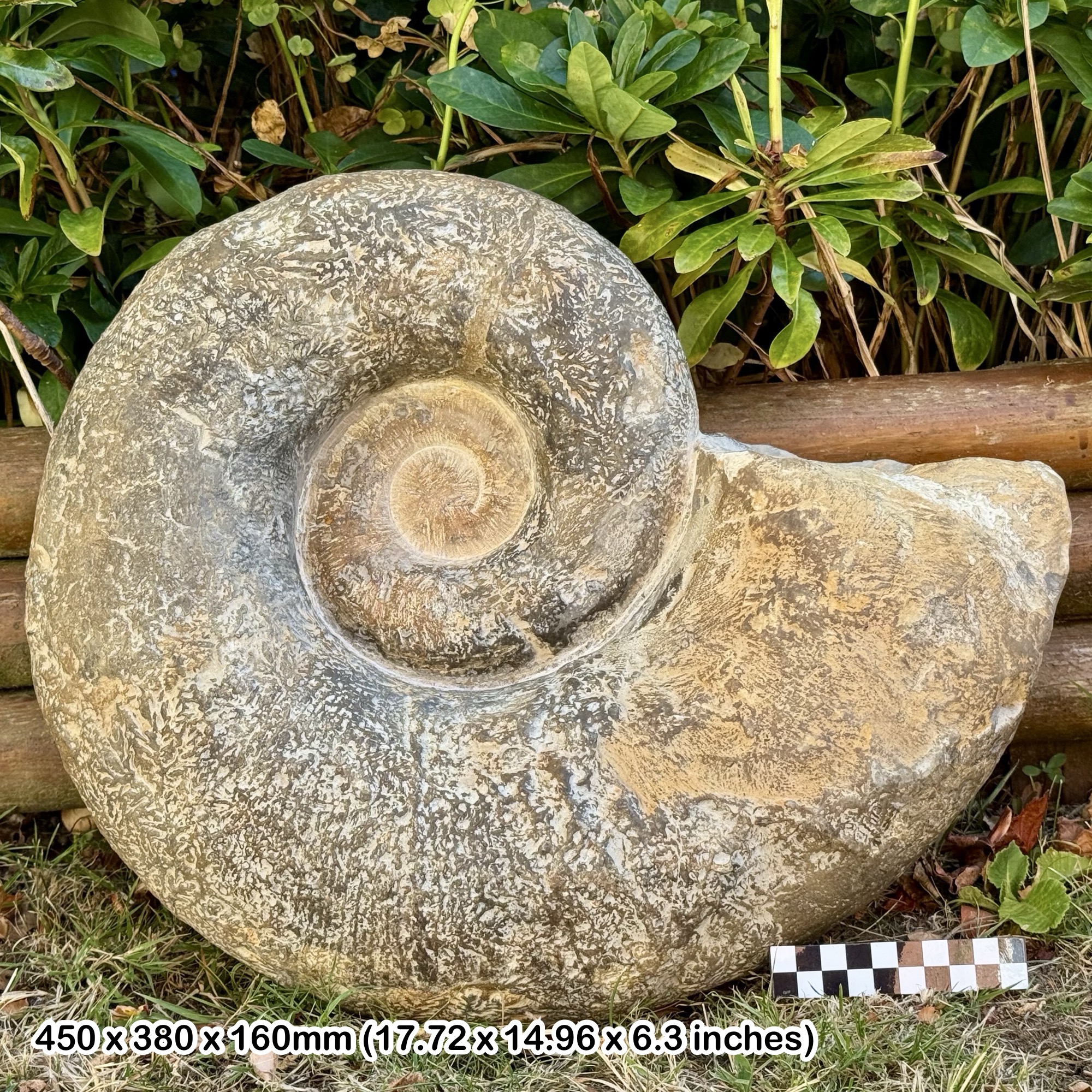 RARE: 17" Giant Lytoceras Fossil Ammonite – Middle Jurassic – Ait Ouarhitane Formation – Alnif, Morocco – Genuine with COA