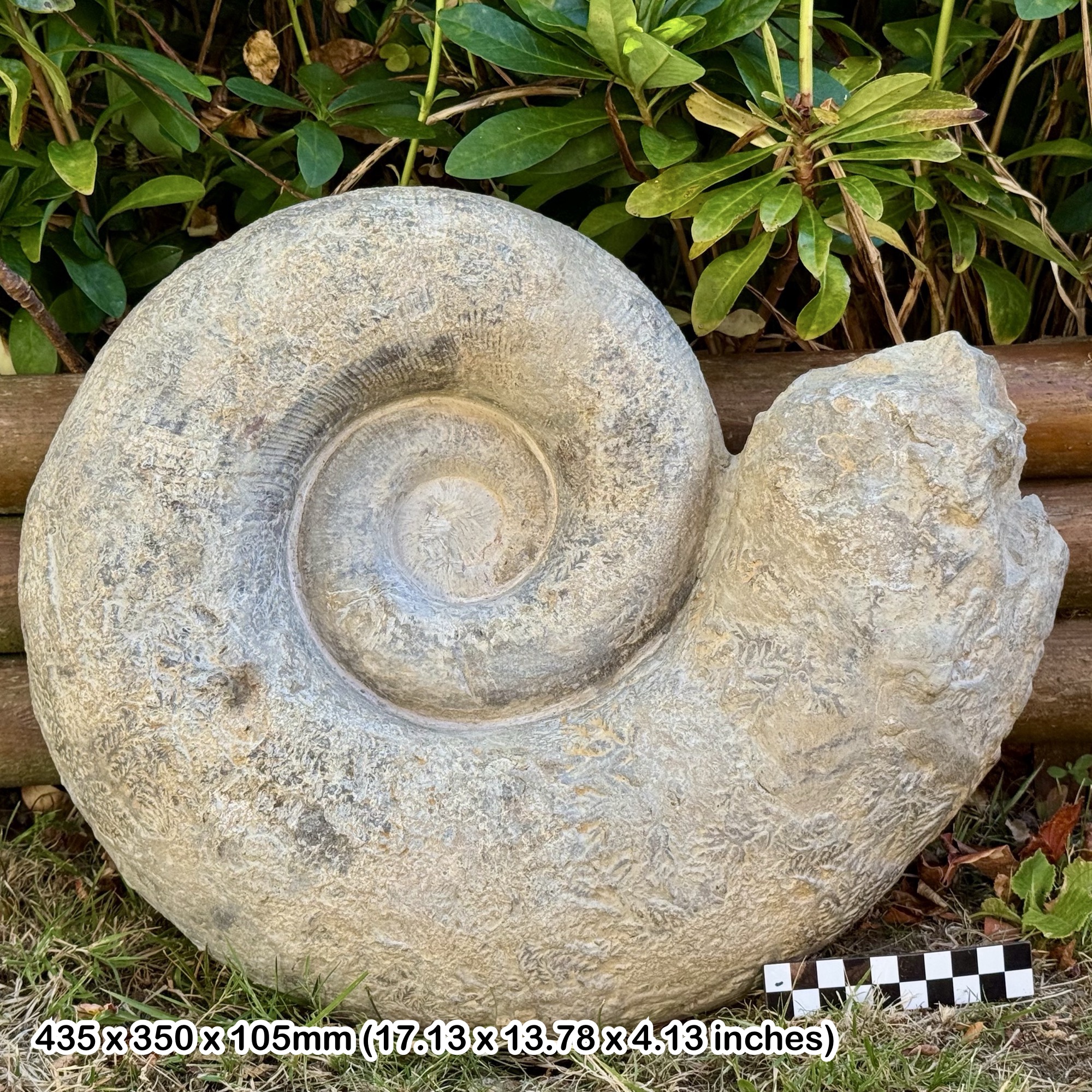 RARE: 15" Giant Lytoceras Fossil Ammonite – Ait Ouarhitane Formation, Jurassic – Alnif, Morocco – Genuine with COA